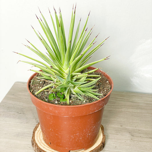 Agave Nana-- chic chic plants