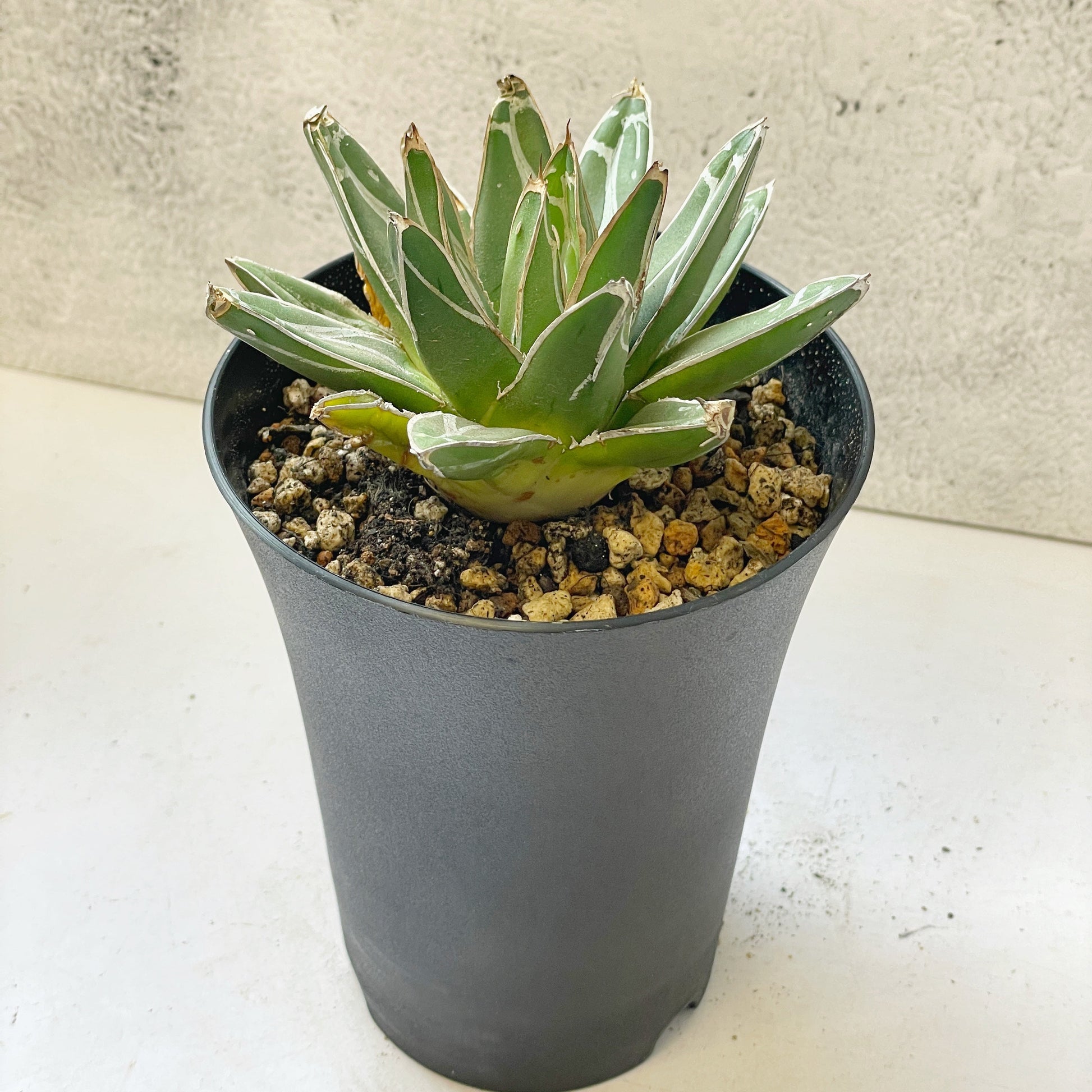 queen victoria succulent Agave Victoriae-Reginae T.Moore – Rare Queen Victoria Agave | Chic Chic Plants – Chic Chic Plants