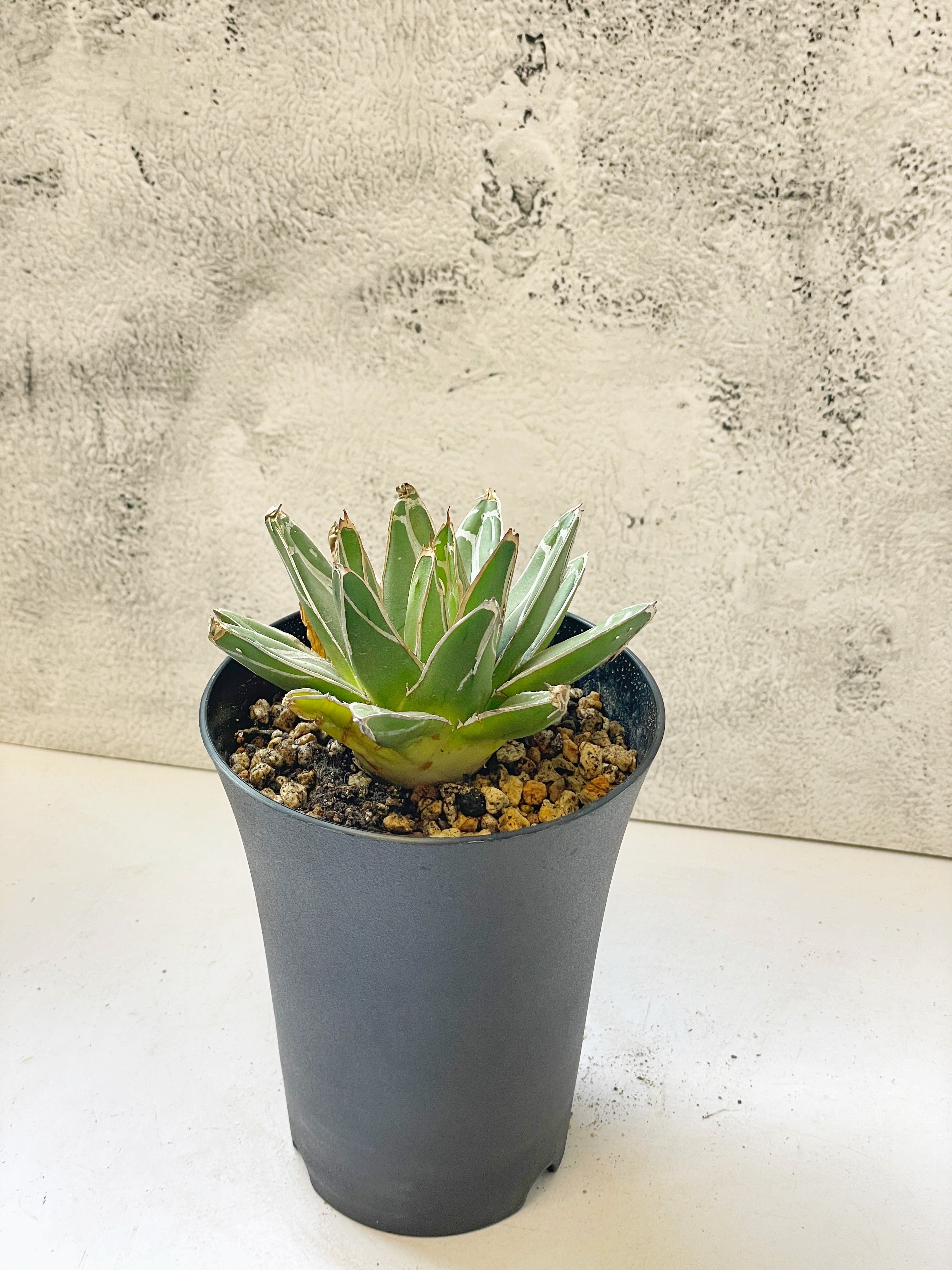 Agave Victoriae-Reginae T.Moore – Rare Queen Victoria Agave | Chic