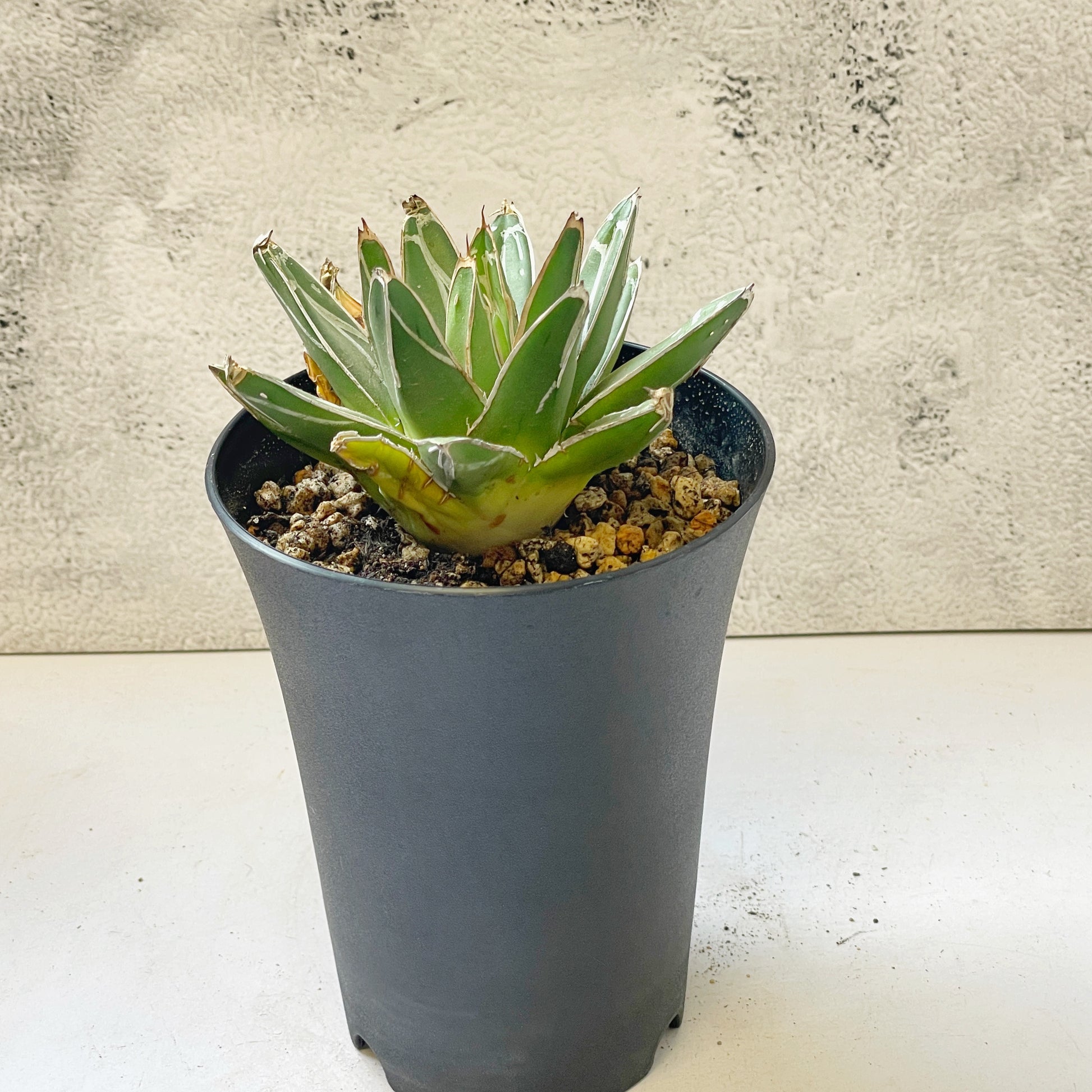 mini agave succulent Agave Victoriae-Reginae T.Moore Succulent Plants