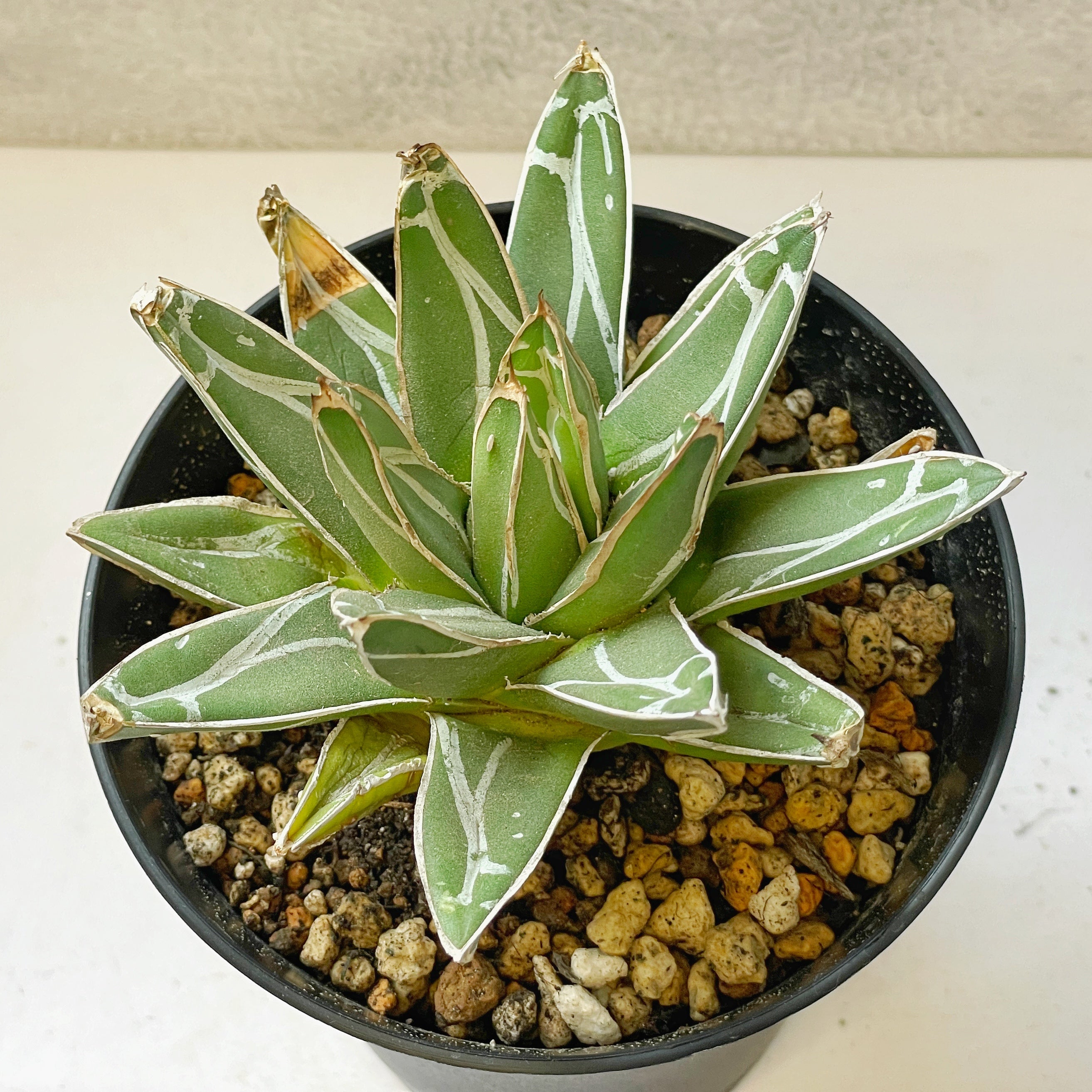 Agave Victoriae-Reginae T.Moore – Rare Queen Victoria Agave | Chic