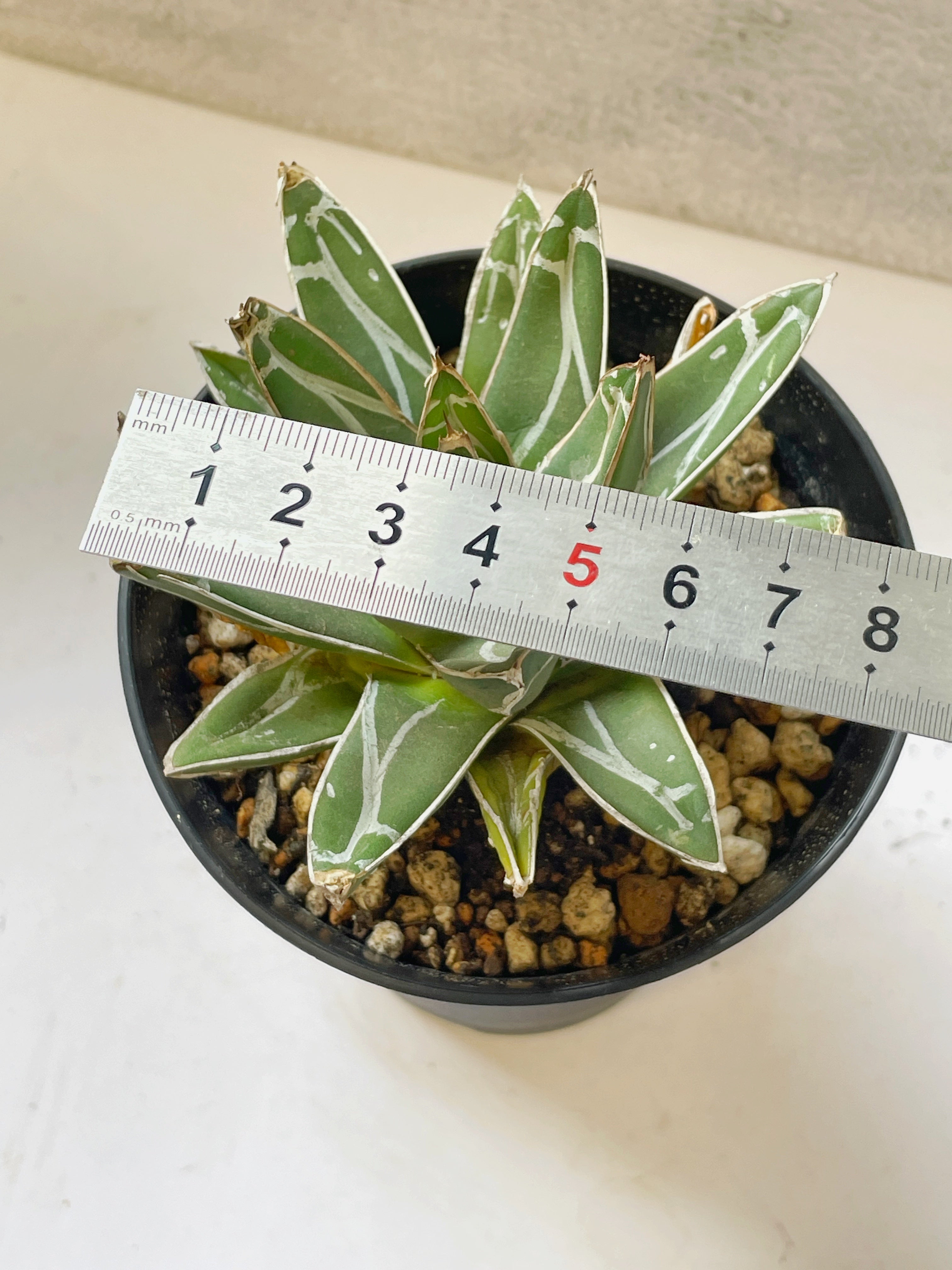 Agave Victoriae-Reginae T.Moore – Rare Queen Victoria Agave | Chic