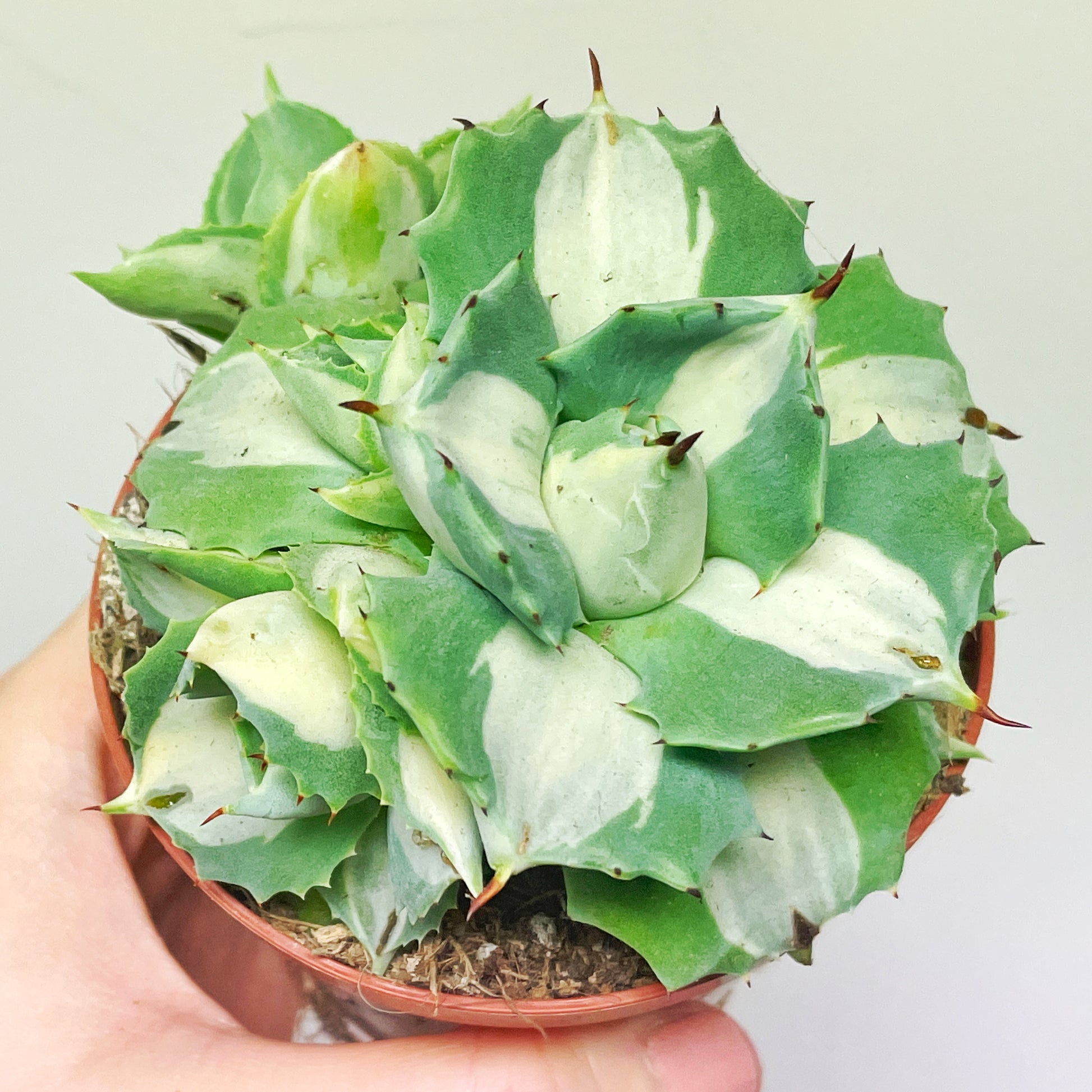 Agave ‘Ohi Raijin’ Variegated Succulent - 0