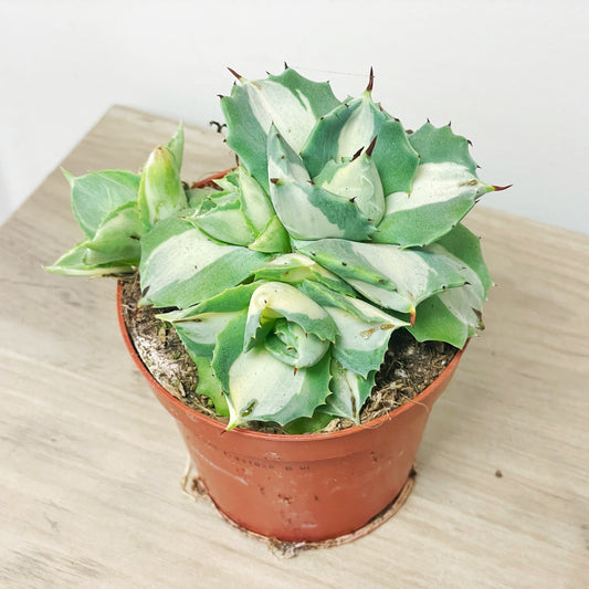 Agave ‘Ohi Raijin’ Variegated Succulent - 0