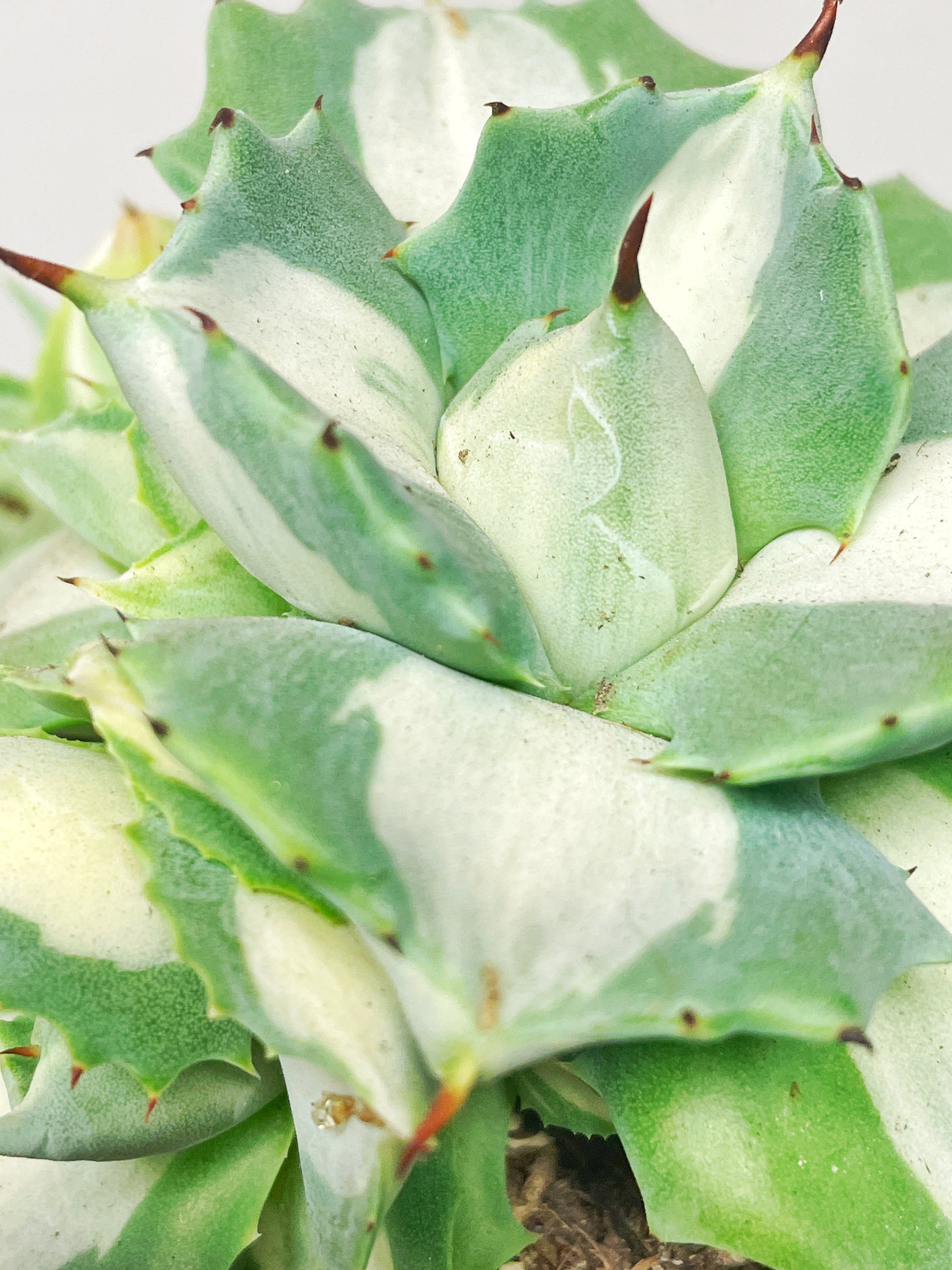 Agave ‘Ohi Raijin’ Variegated Succulent - 0