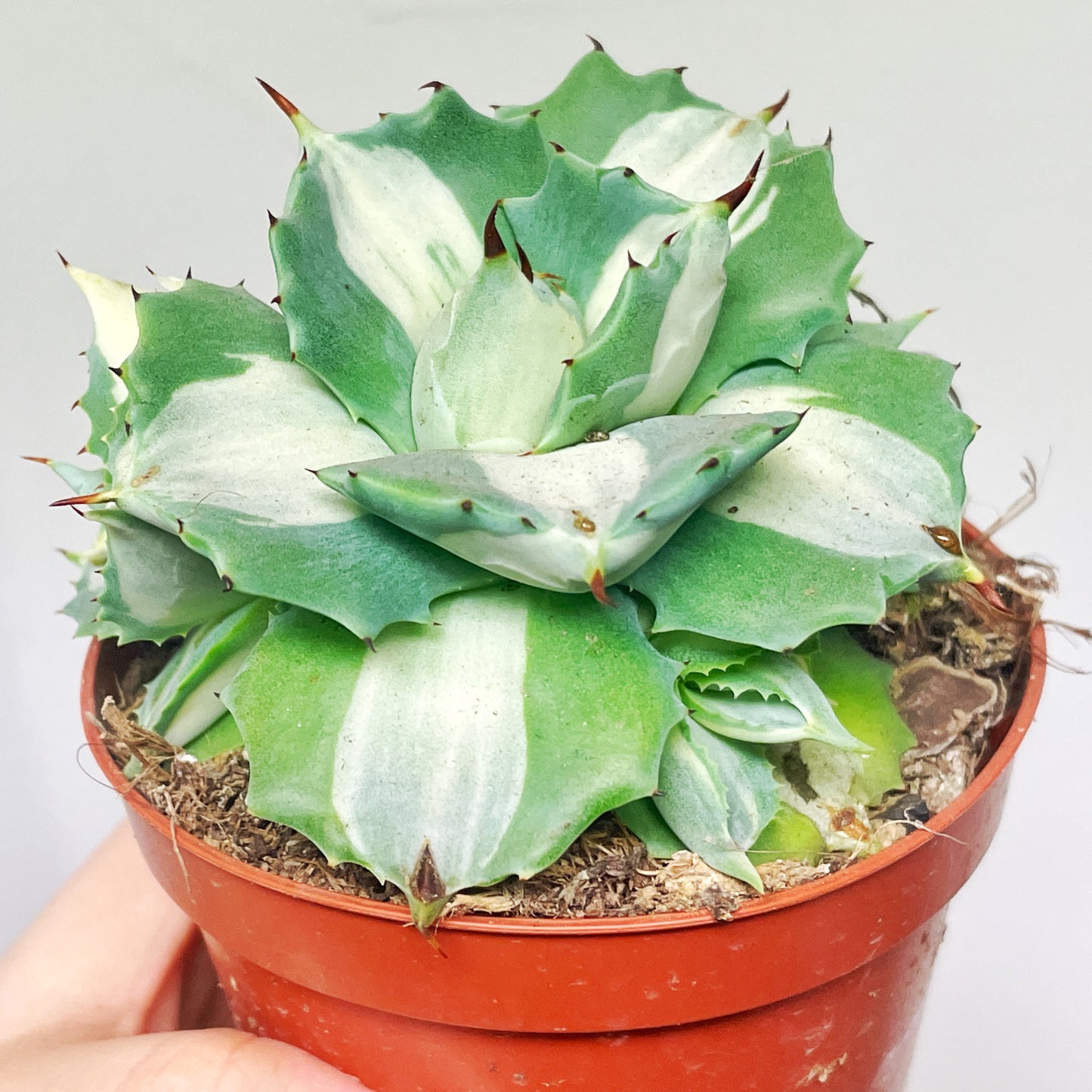 Agave ‘Ohi Raijin’ Variegated Succulent - 0