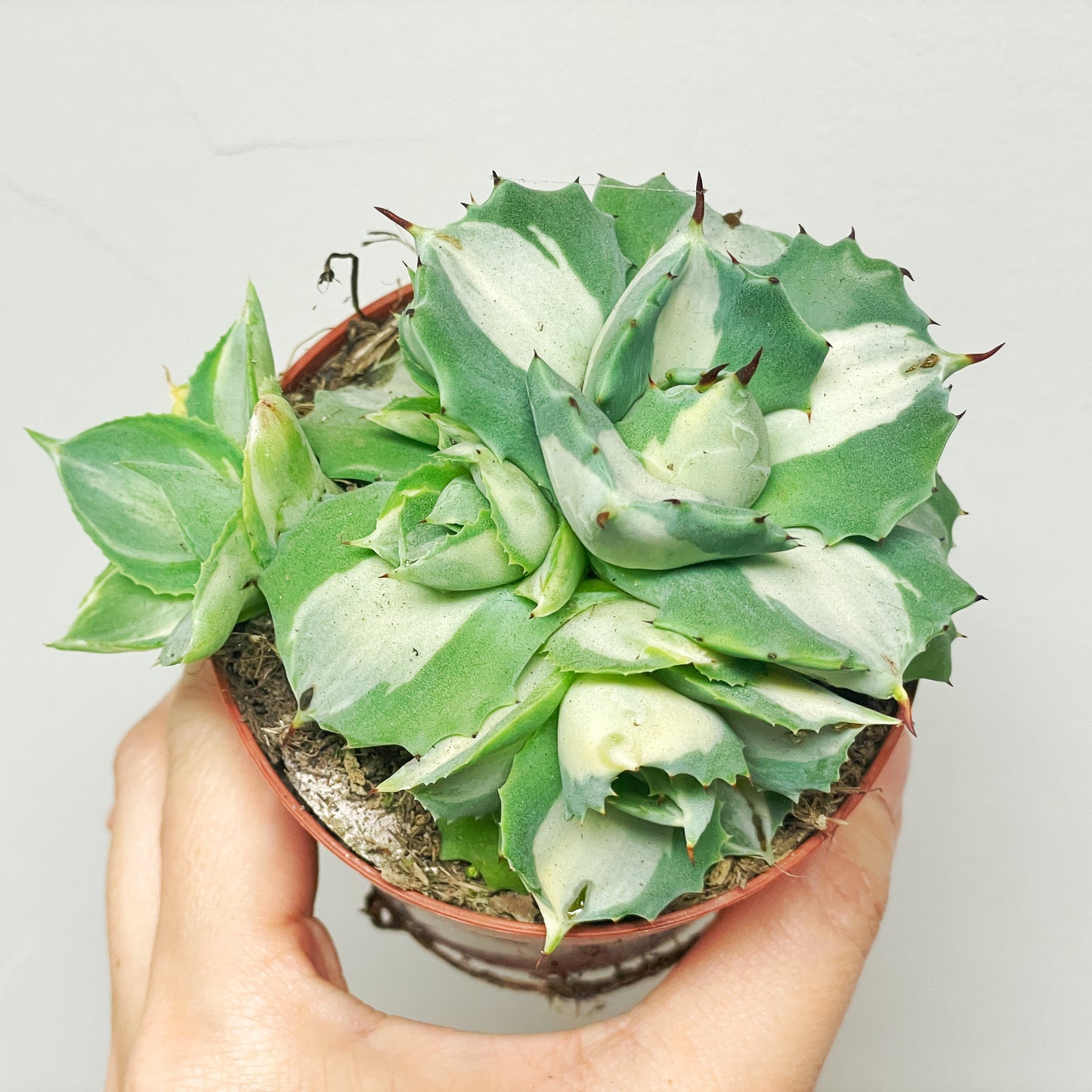 Agave ‘Ohi Raijin’ Variegated Succulent - 0