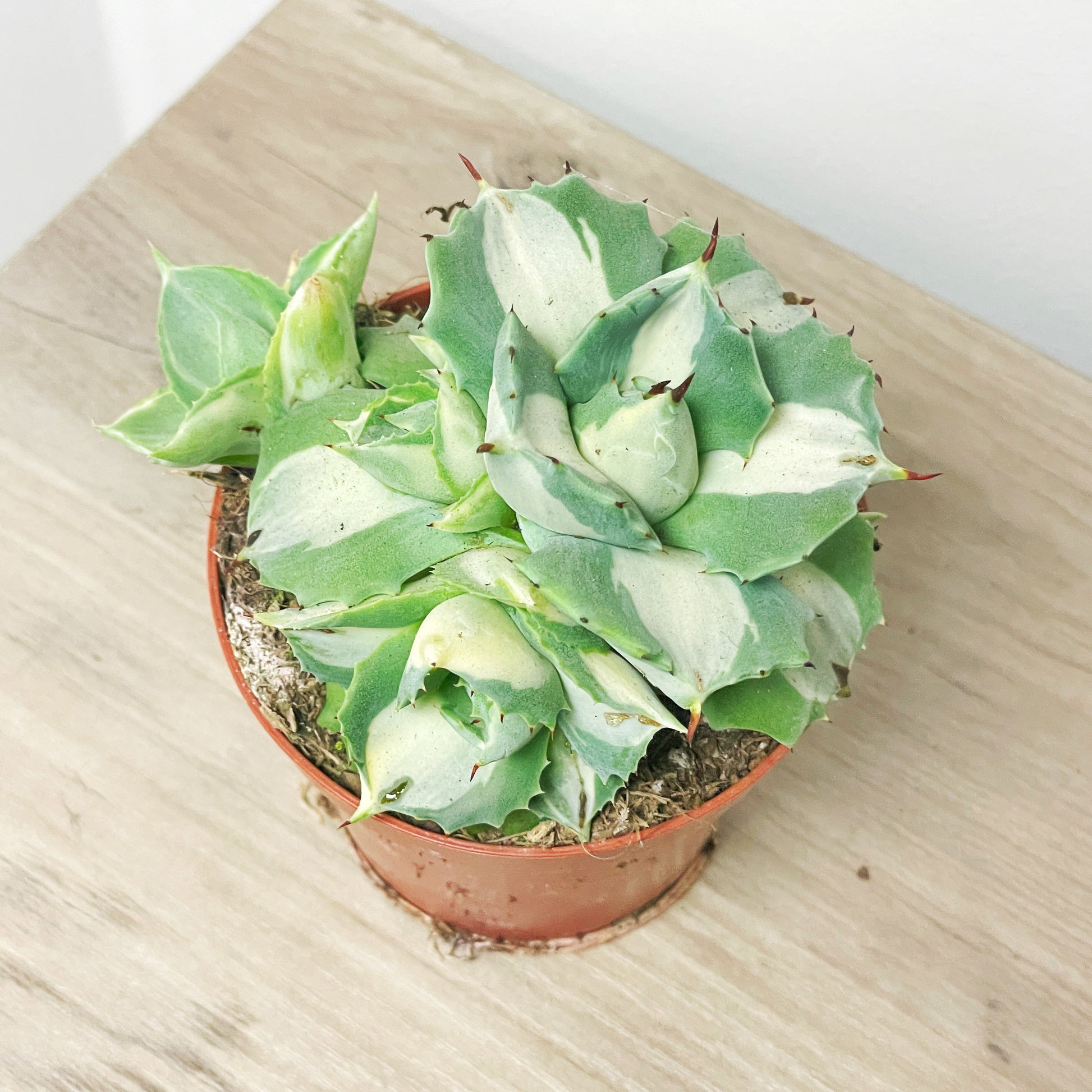 Agave ‘Ohi Raijin’ Variegated Succulent - 0