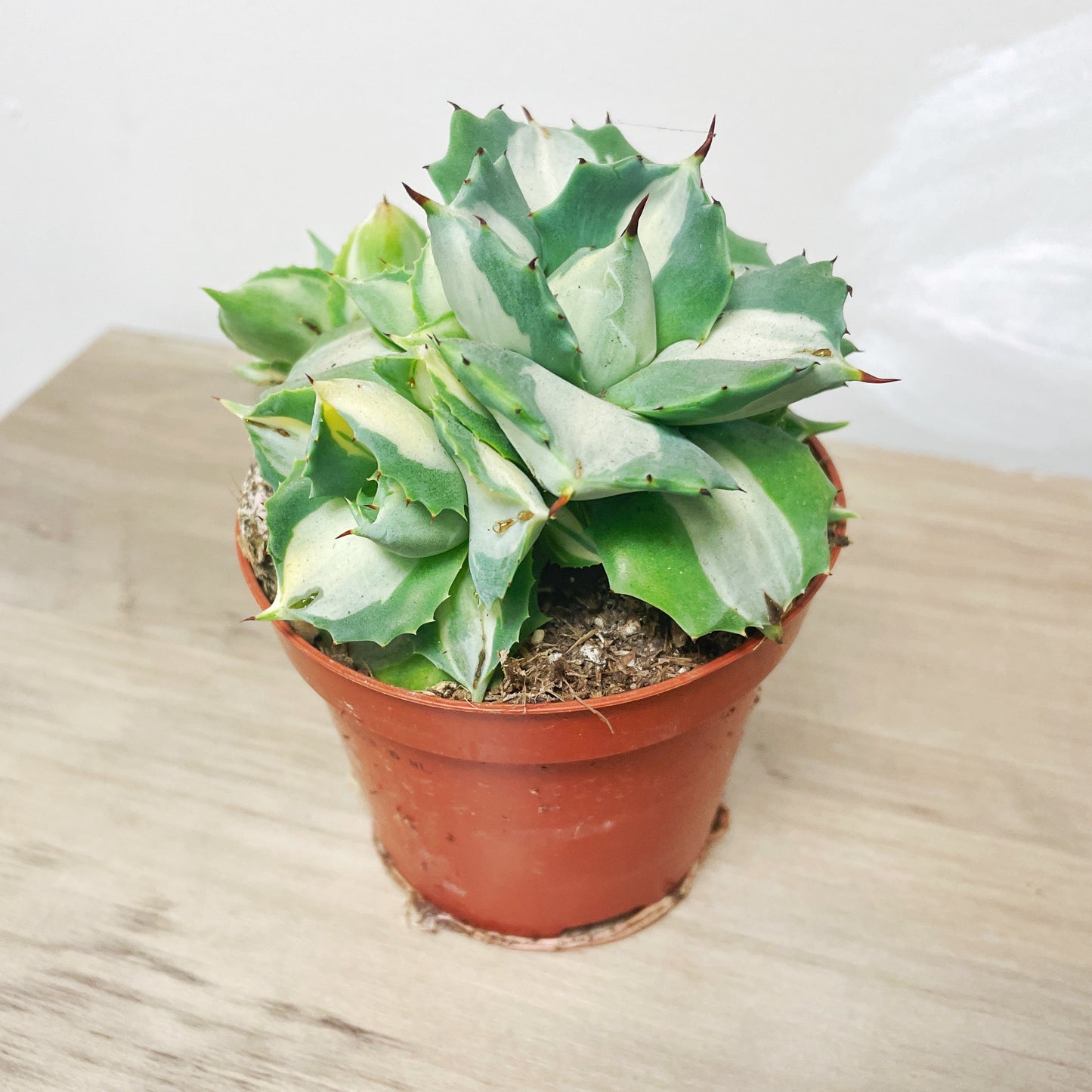 Agave ‘Ohi Raijin’ Variegated Succulent - 0