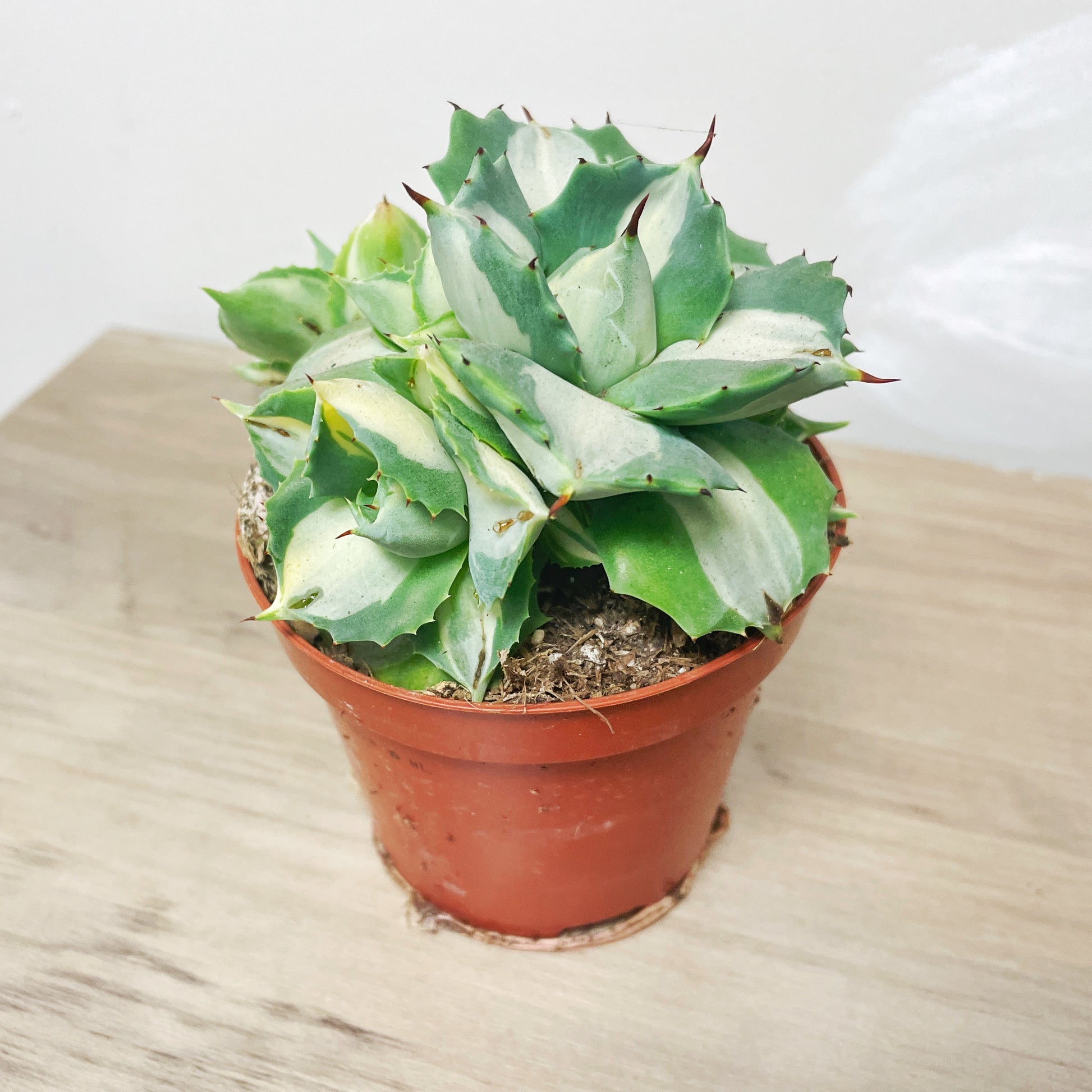 Agave ‘Ohi Raijin’ Variegated Succulent - 0