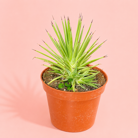 Agave stricta ‘Nana’ | Dwarf Hedgehog Agave | Potted Indoor/Outdoor