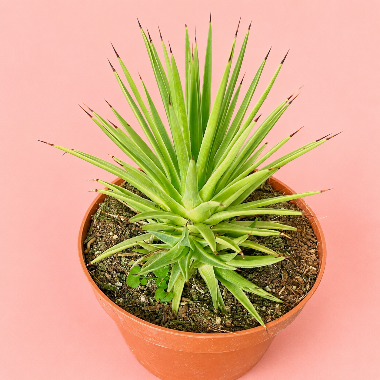 Agave stricta ‘Nana’ | Dwarf Hedgehog Agave | Potted Indoor/Outdoor