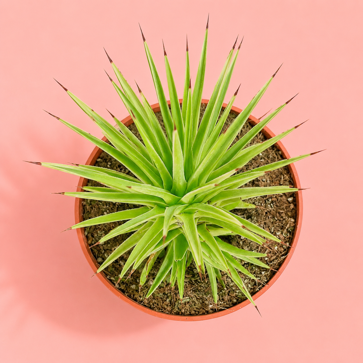Agave stricta ‘Nana’ | Dwarf Hedgehog Agave | Potted Indoor/Outdoor