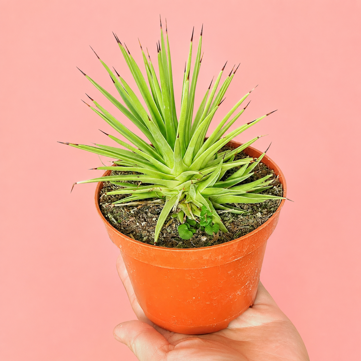 Agave stricta ‘Nana’ | Dwarf Hedgehog Agave | Potted Indoor/Outdoor