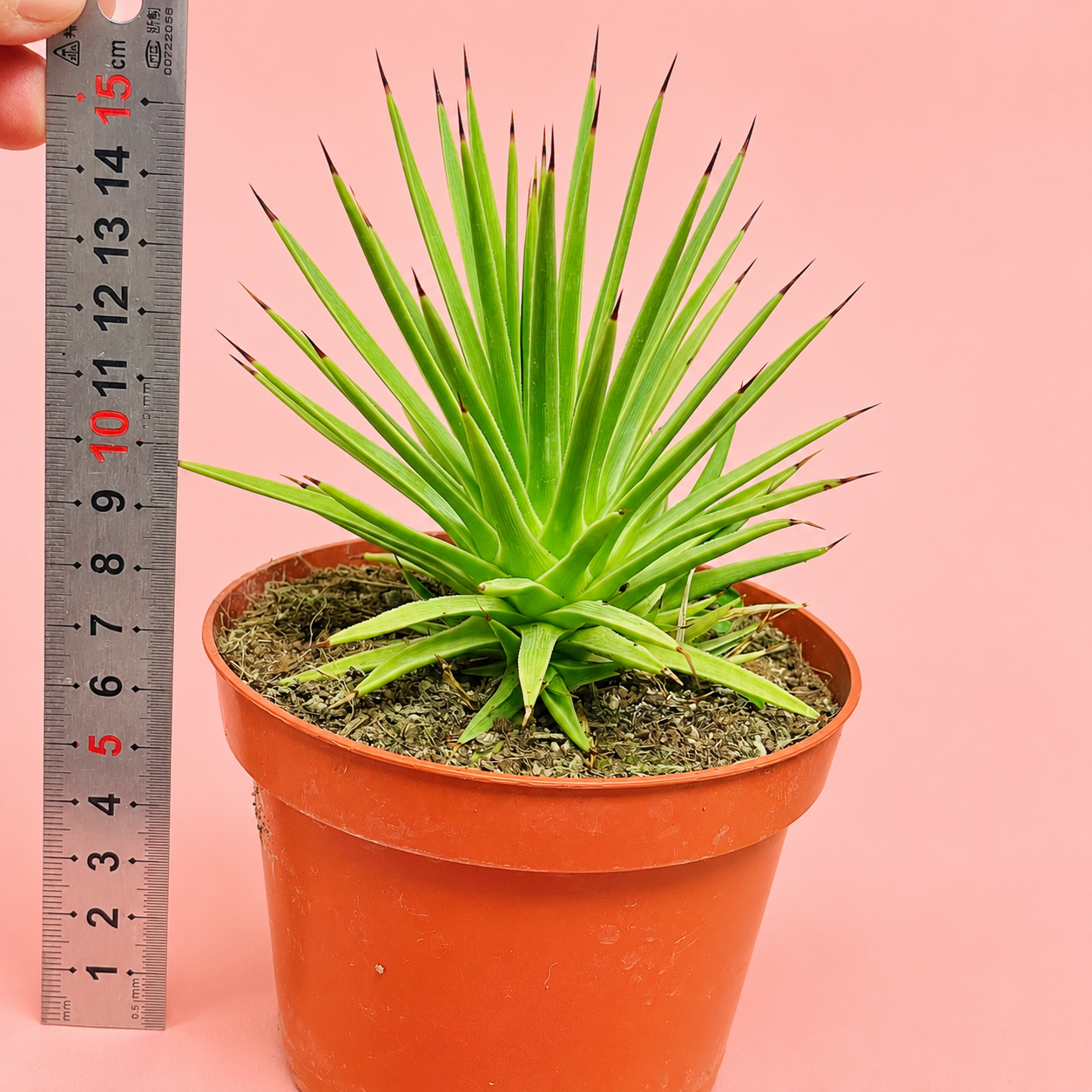 Agave stricta ‘Nana’ | Dwarf Hedgehog Agave | Potted Indoor/Outdoor