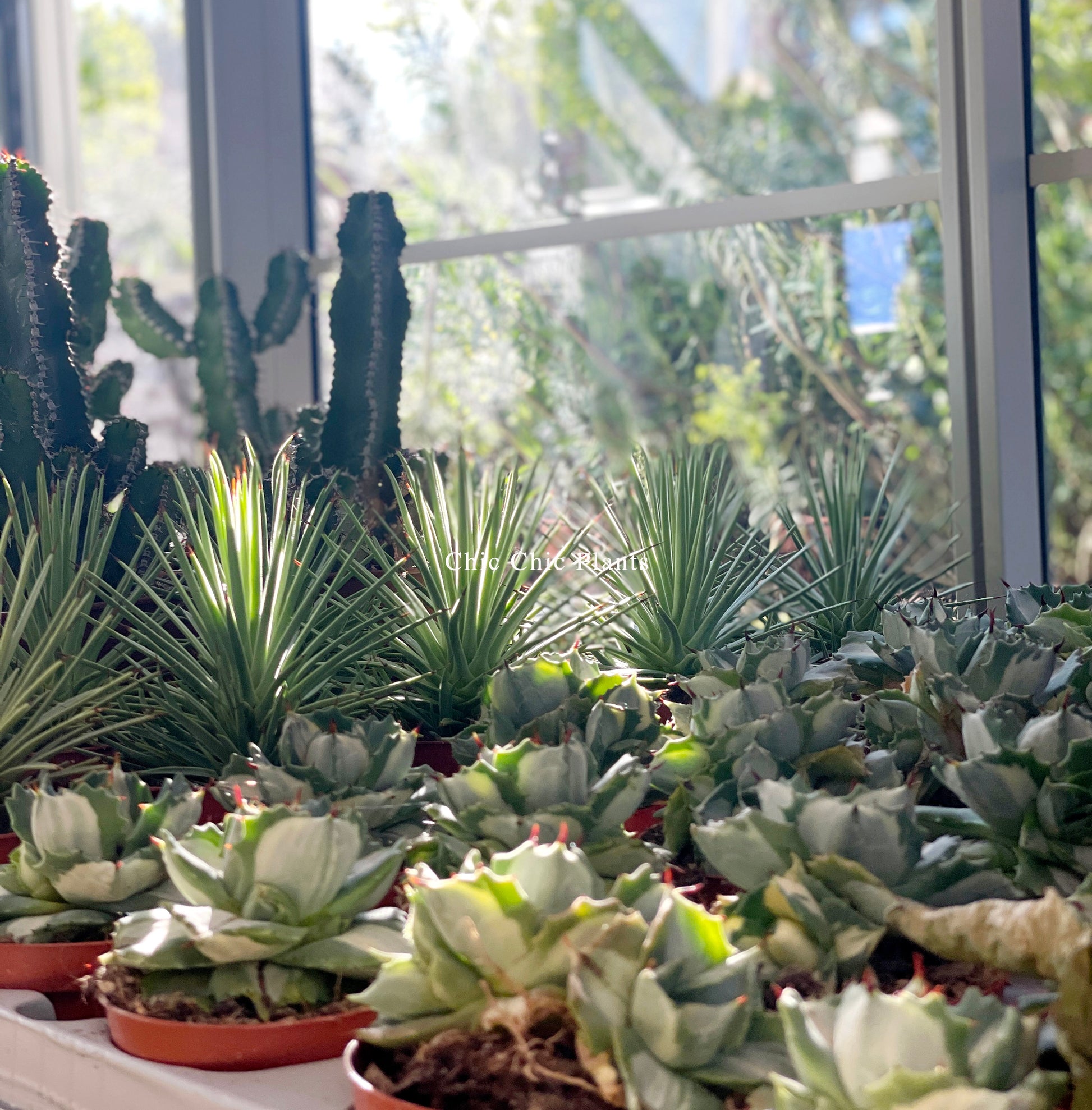 Agave stricta ‘Nana’ | Dwarf Hedgehog Agave | Potted Indoor/Outdoor