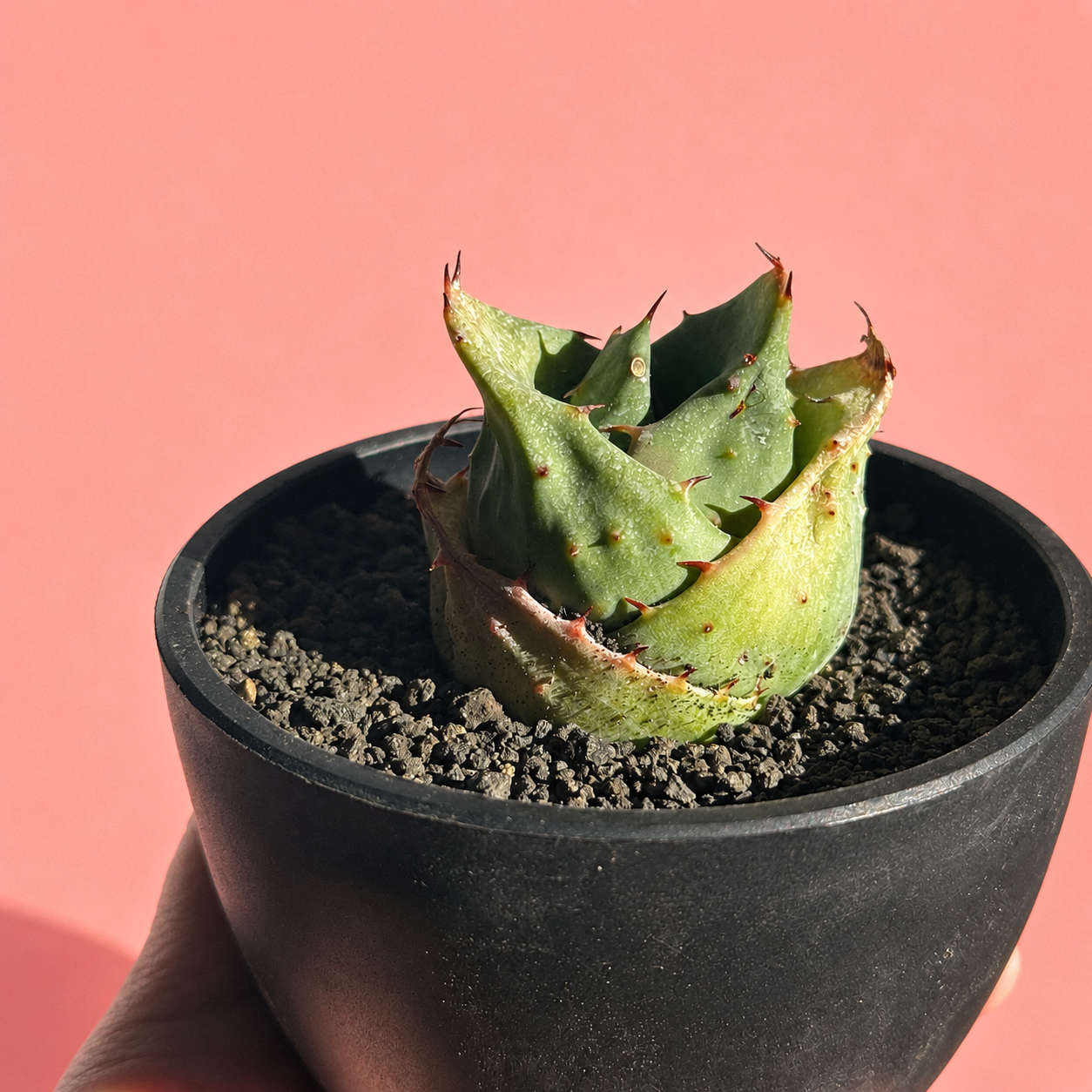 Aloe 'Yuanbao' | Rare Compact Aloe Succulent | Bare Root Collector Plant
