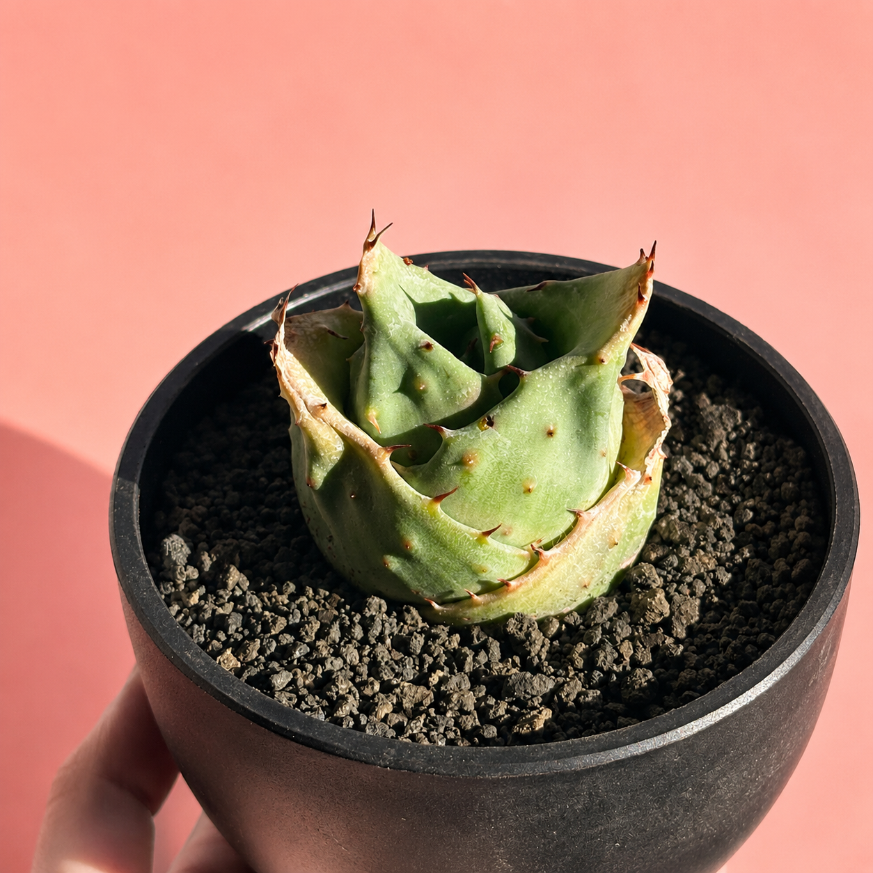 Aloe 'Yuanbao' | Rare Compact Aloe Succulent | Bare Root Collector Plant
