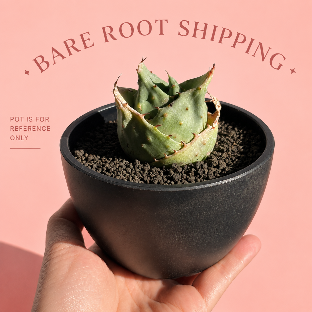 Aloe 'Yuanbao' | Rare Compact Aloe Succulent | Bare Root Collector Plant
