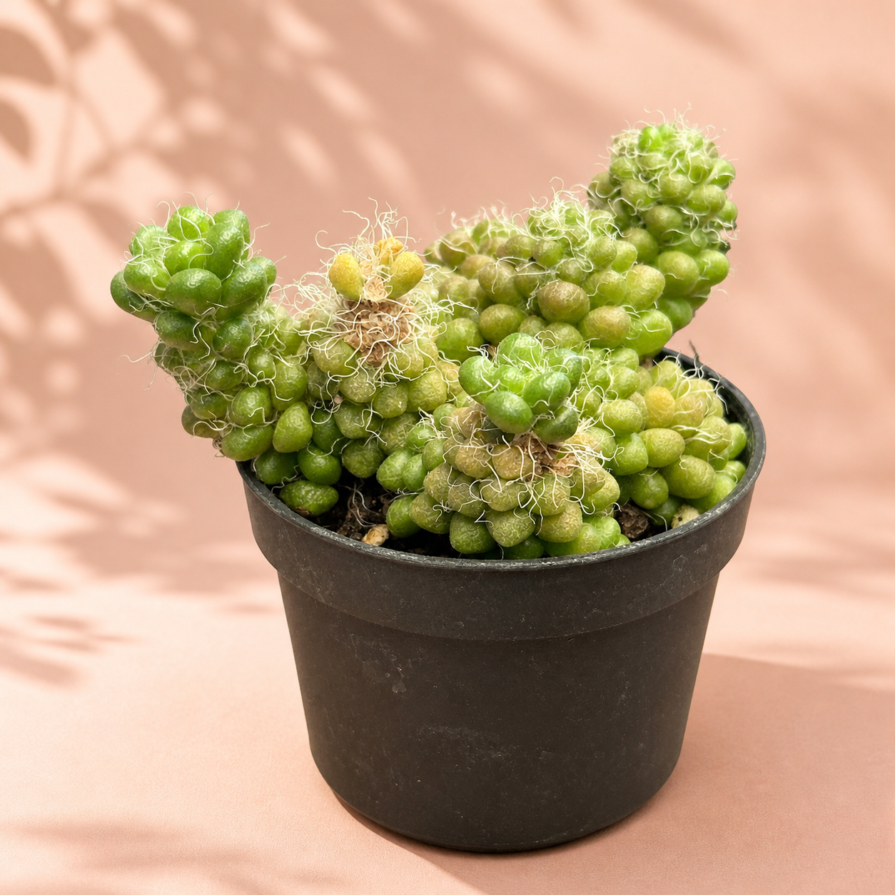 Anacampseros Crinita – Hairy Succulent Rosette Houseplant in 5cm Pot