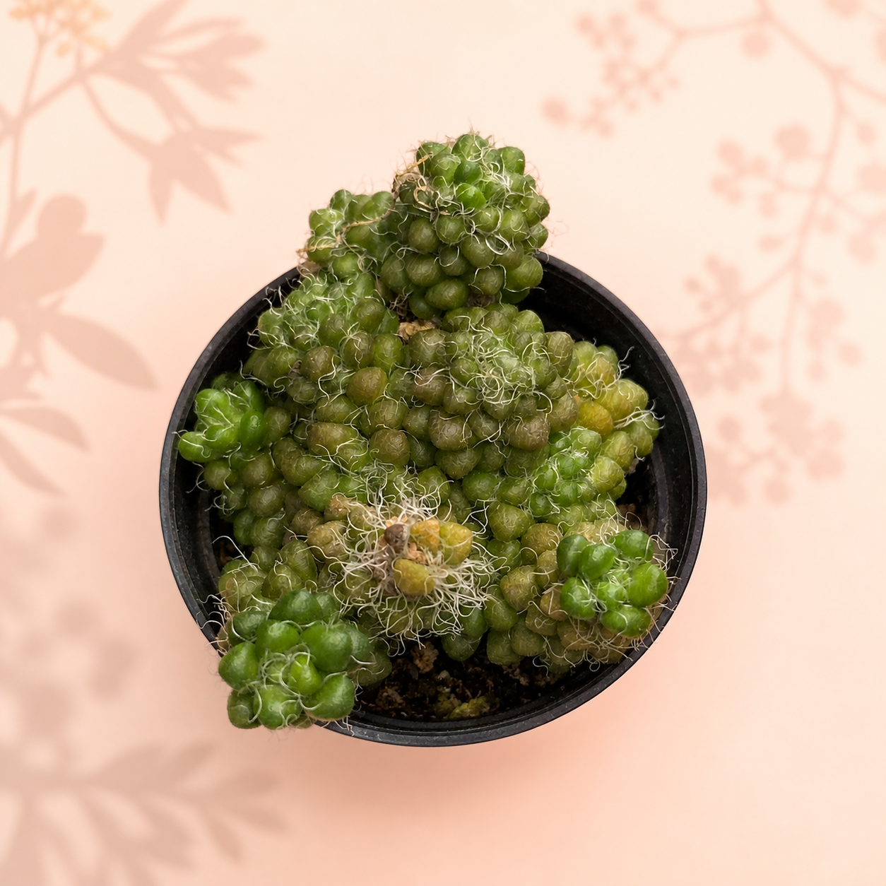 Anacampseros Crinita – Hairy Succulent Rosette Houseplant in 5cm Pot