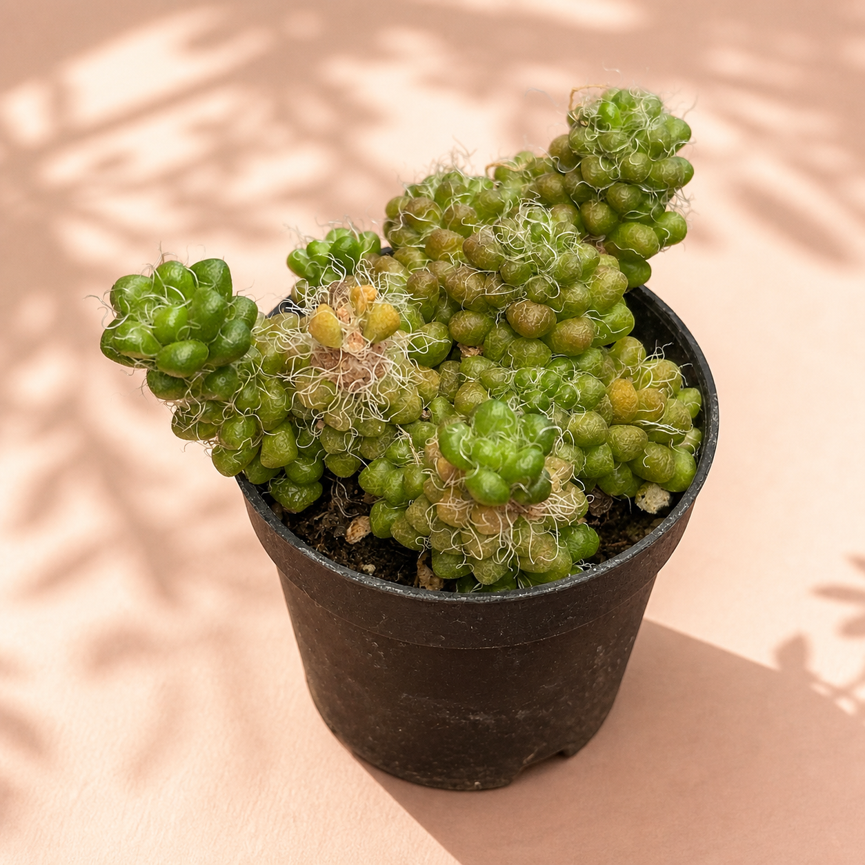 Anacampseros Crinita – Hairy Succulent Rosette Houseplant in 5cm Pot