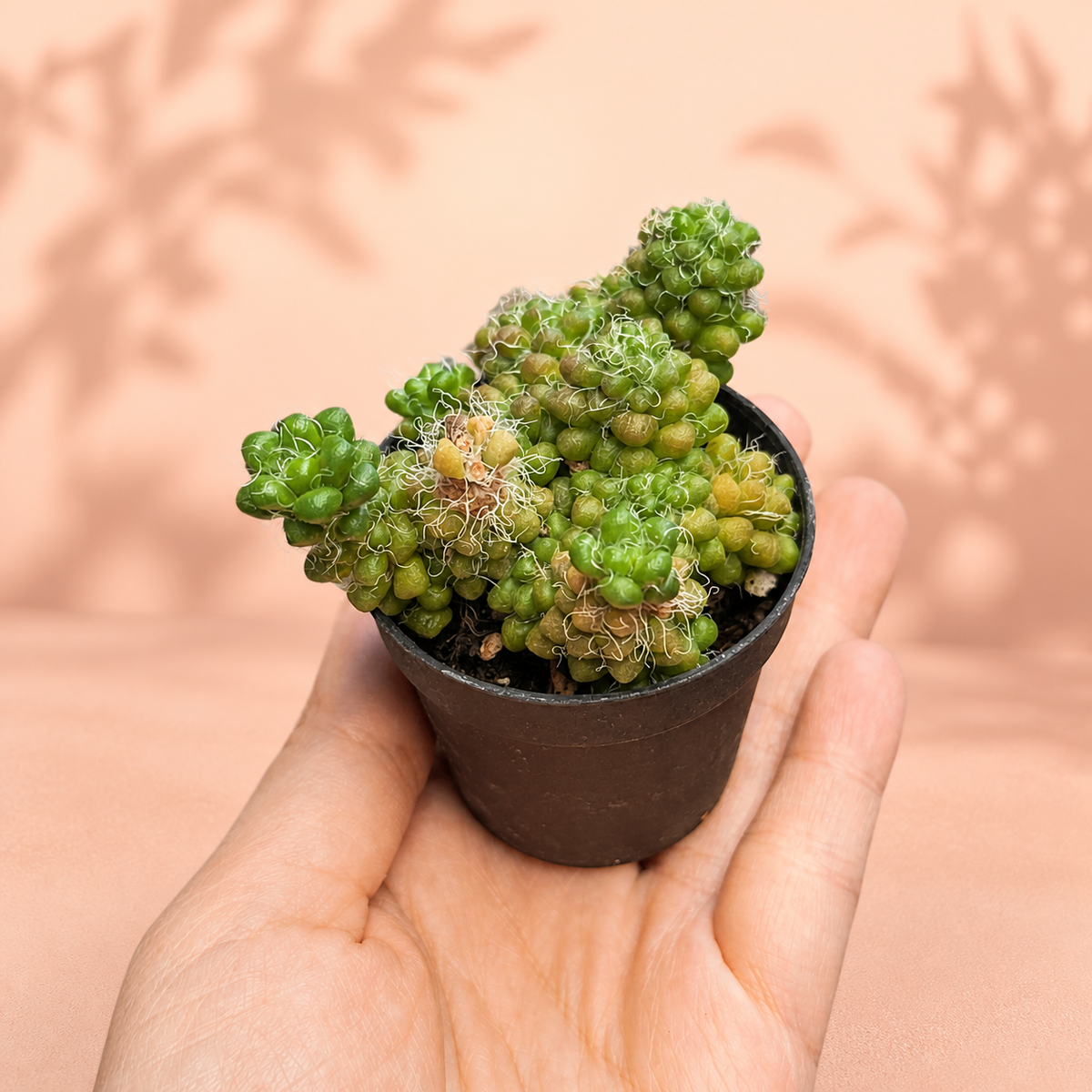 Anacampseros Crinita – Hairy Succulent Rosette Houseplant in 5cm Pot