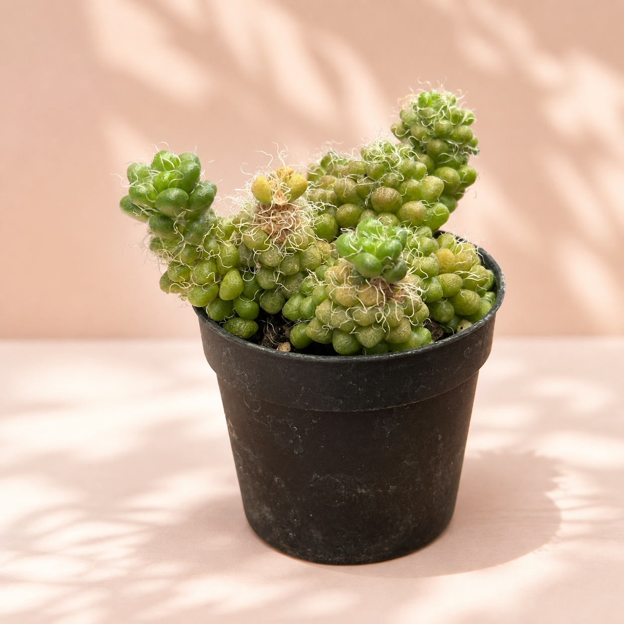 Anacampseros Crinita – Hairy Succulent Rosette Houseplant in 5cm Pot