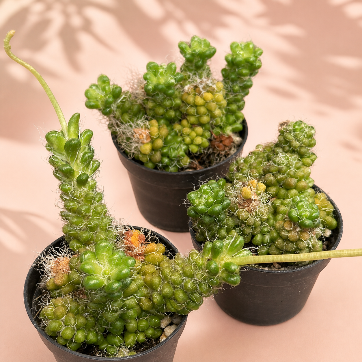 Anacampseros Crinita – Hairy Succulent Rosette Houseplant in 5cm Pot
