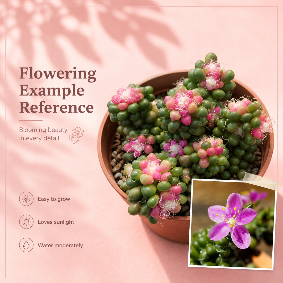 Anacampseros Crinita – Hairy Succulent Rosette Houseplant in 5cm Pot