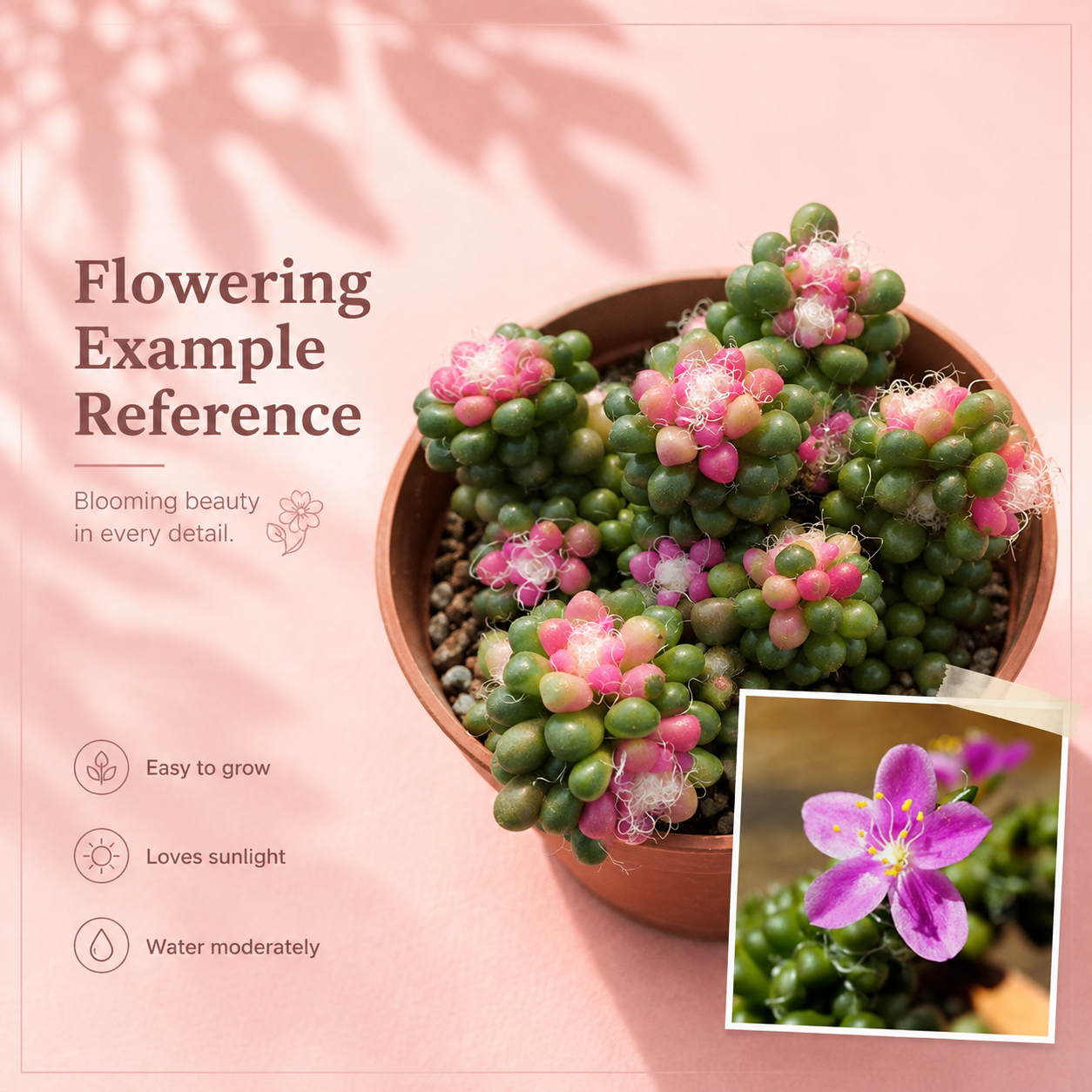 Anacampseros Crinita – Hairy Succulent Rosette Houseplant in 5cm Pot