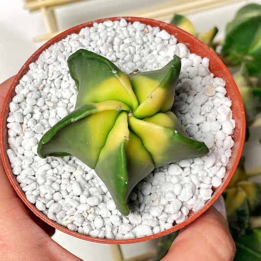 Astrophytum Myriostigma Variegated – 0