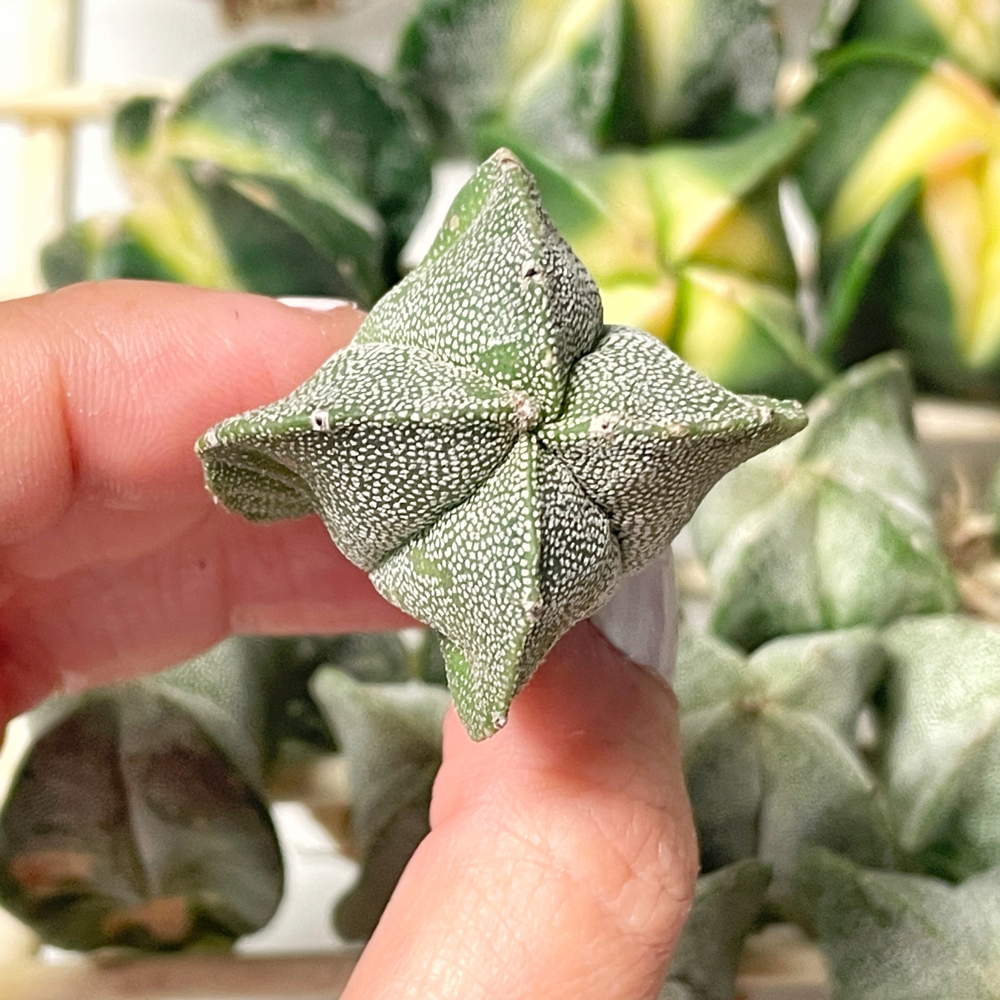 Astrophytum Myriostigma Variegated – 0