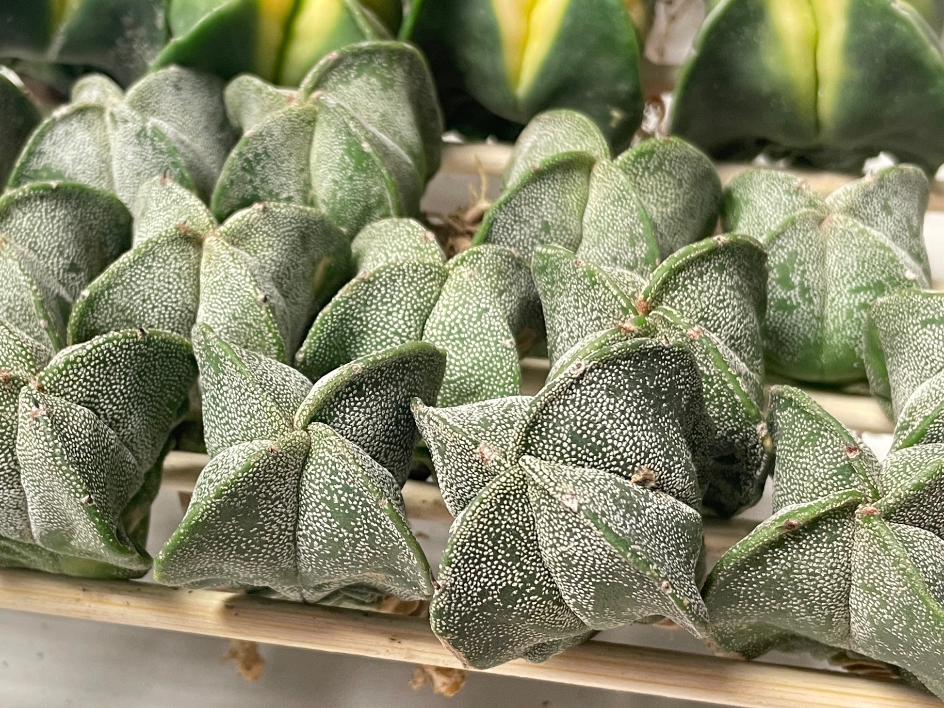 Astrophytum Myriostigma Variegated – 0