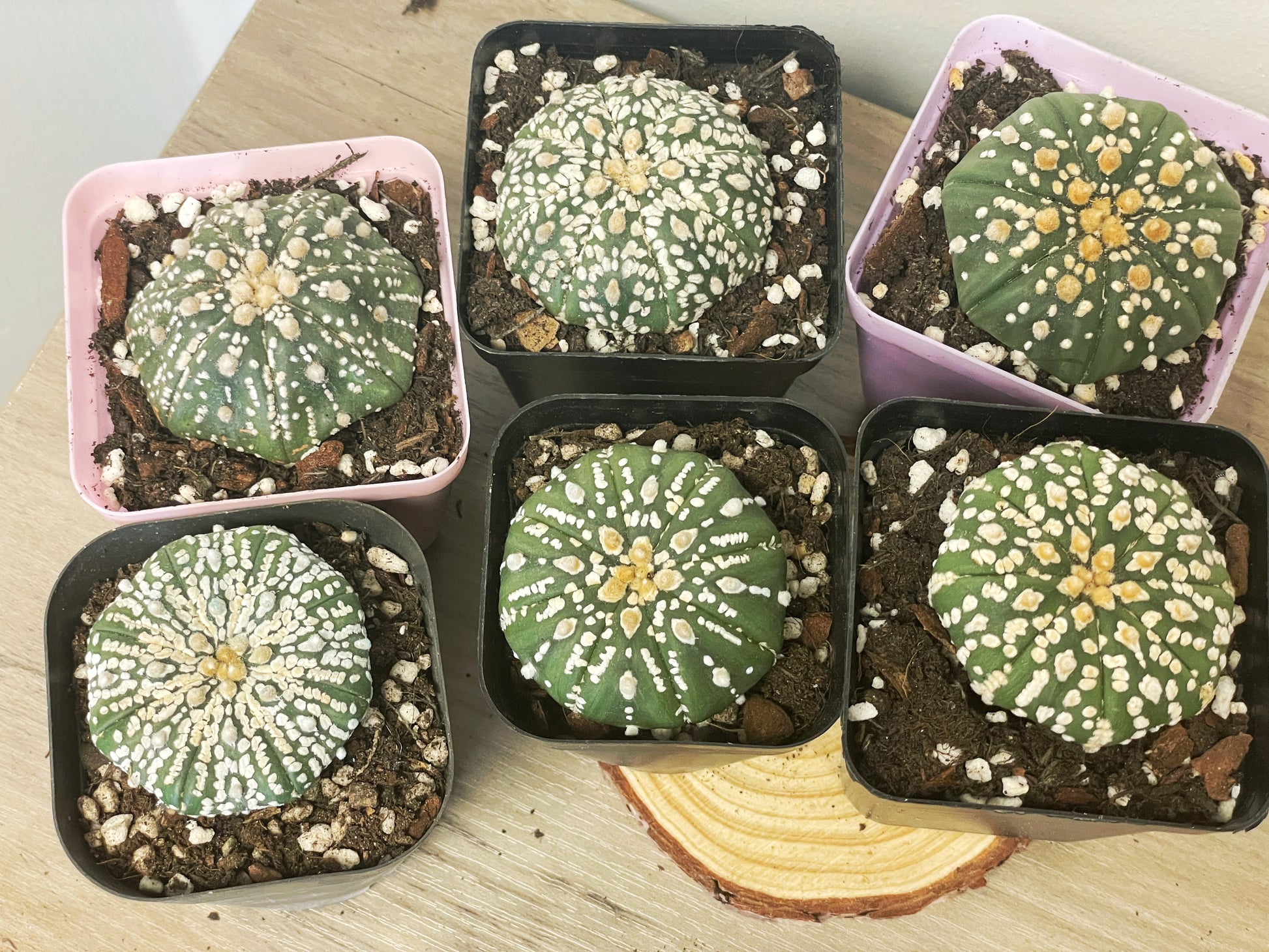 Astrophytum asterias, Sand Dollar Cactus - 0