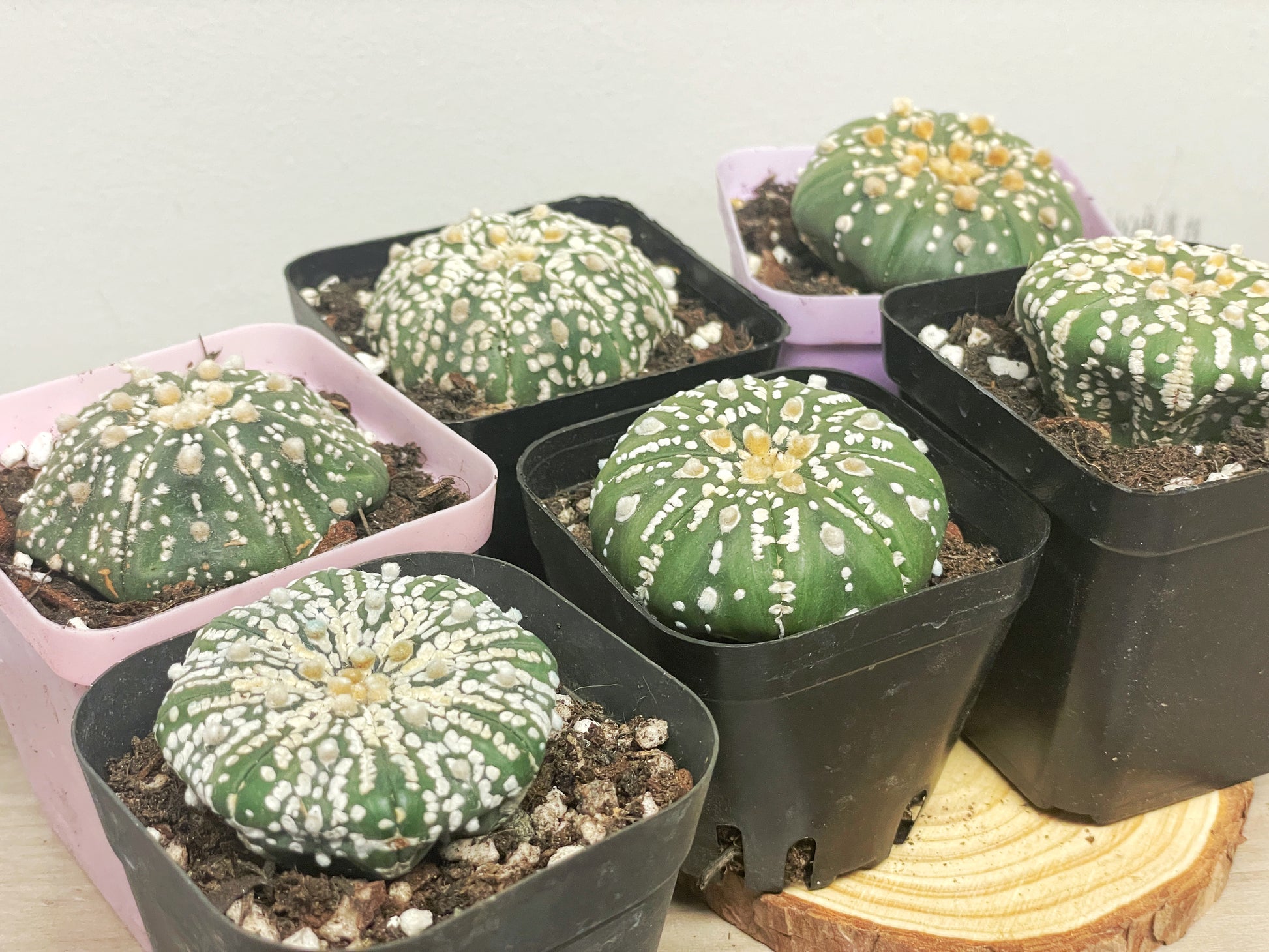 Astrophytum asterias, Sand Dollar Cactus - 0
