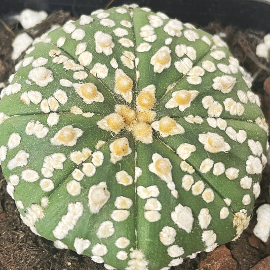Astrophytum asterias, Sand Dollar Cactus - 0