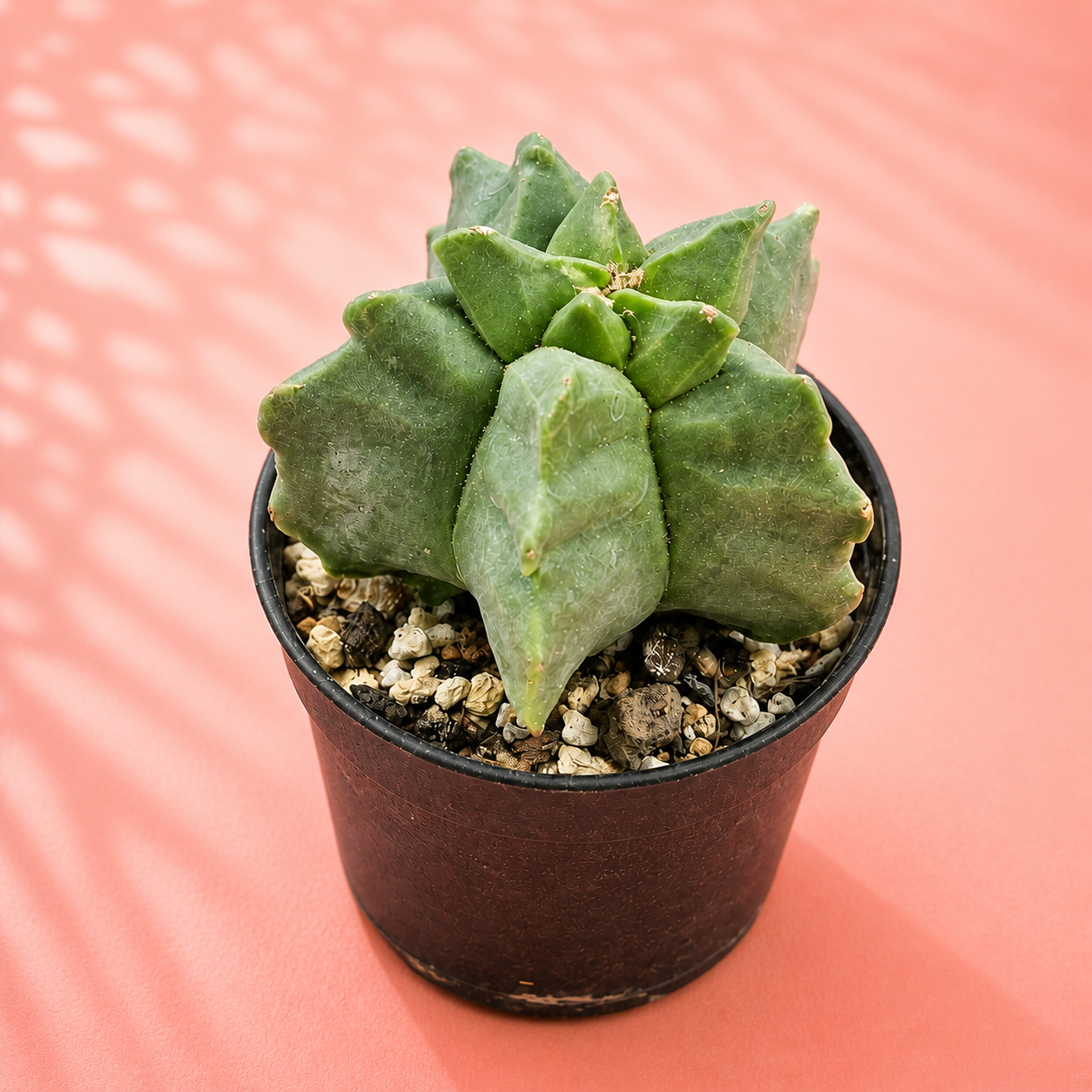 Astrophytum myriostigma Kikko – Turtle Shell Collector Cactus