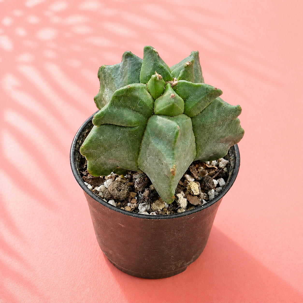 Astrophytum myriostigma Kikko – Turtle Shell Collector Cactus