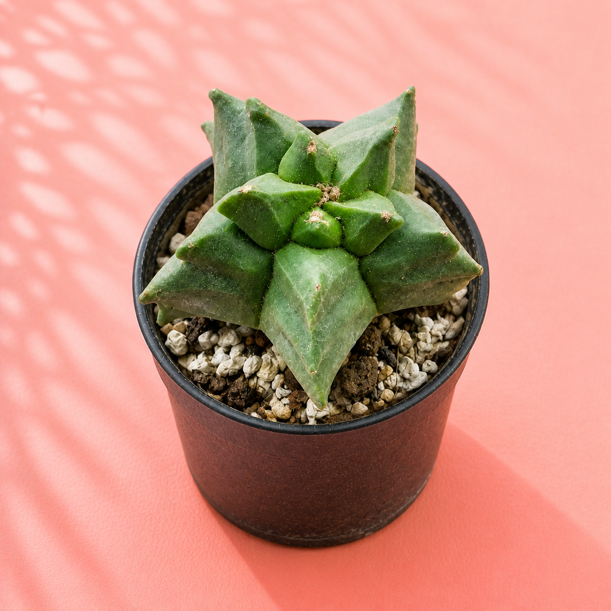 Astrophytum myriostigma Kikko – Turtle Shell Collector Cactus