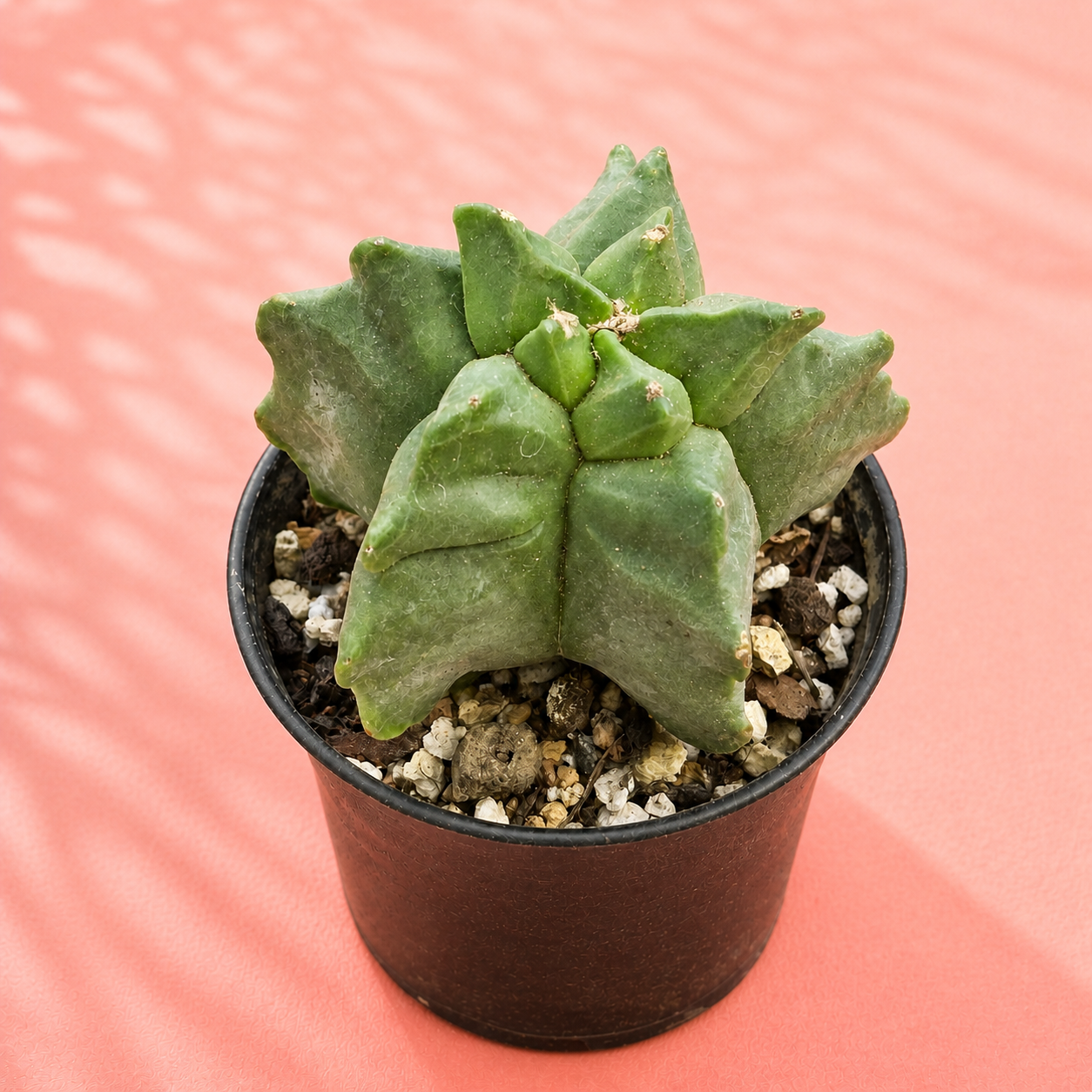 Astrophytum myriostigma Kikko – Turtle Shell Collector Cactus
