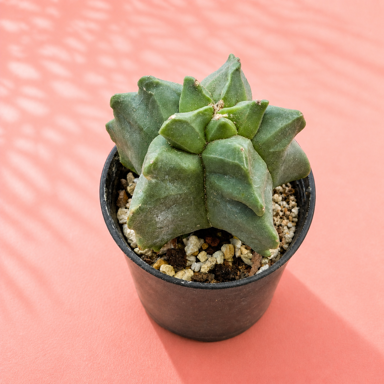 Astrophytum myriostigma Kikko – Turtle Shell Collector Cactus