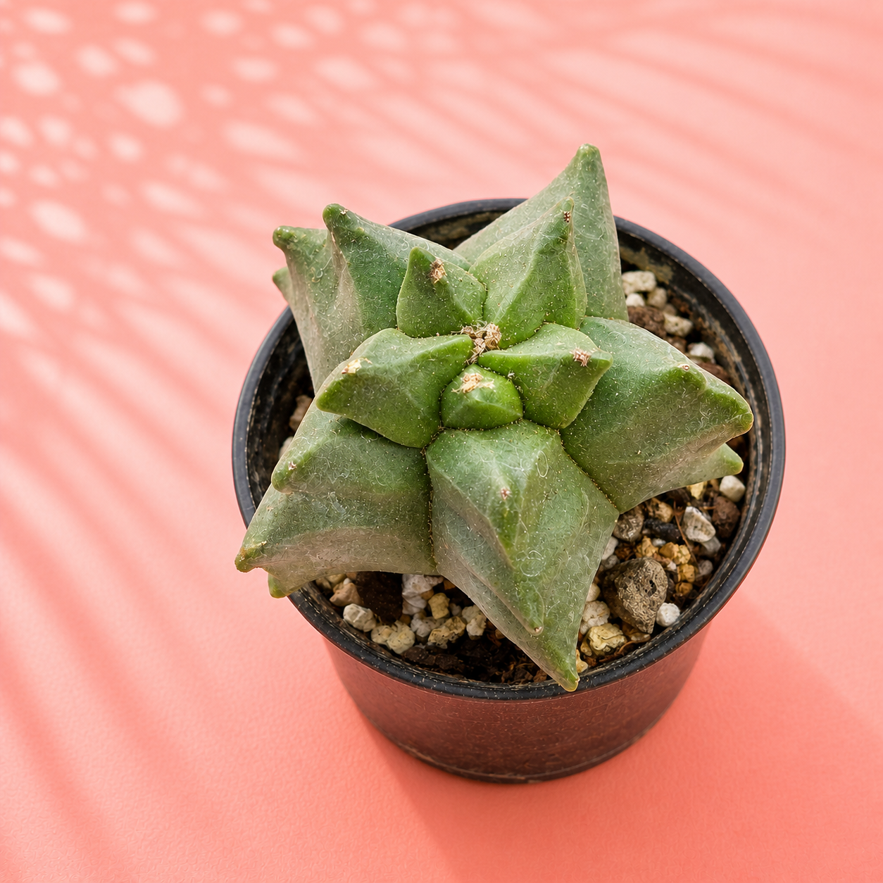 Astrophytum myriostigma Kikko – Turtle Shell Collector Cactus