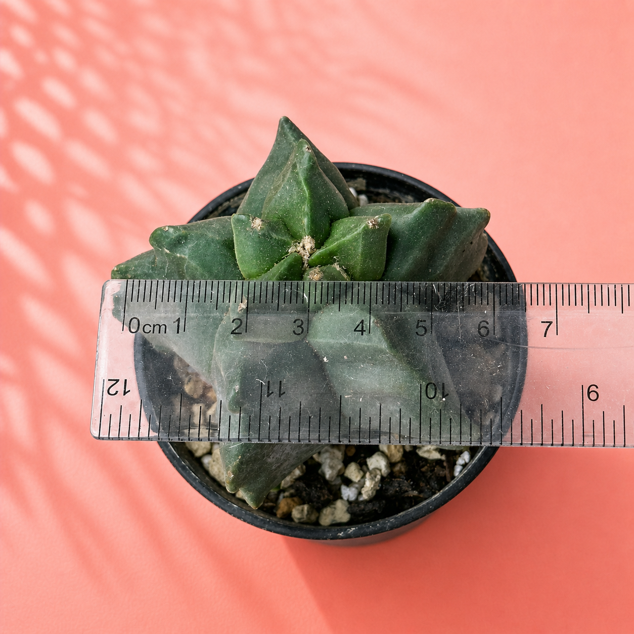 Astrophytum myriostigma Kikko – Turtle Shell Collector Cactus