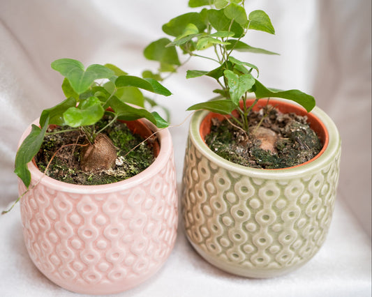 1pc Baby Dioscorea Elephantipes – Unique House Plant in a 5cm Pot, Perfect for Indoor Decor and Easy Care