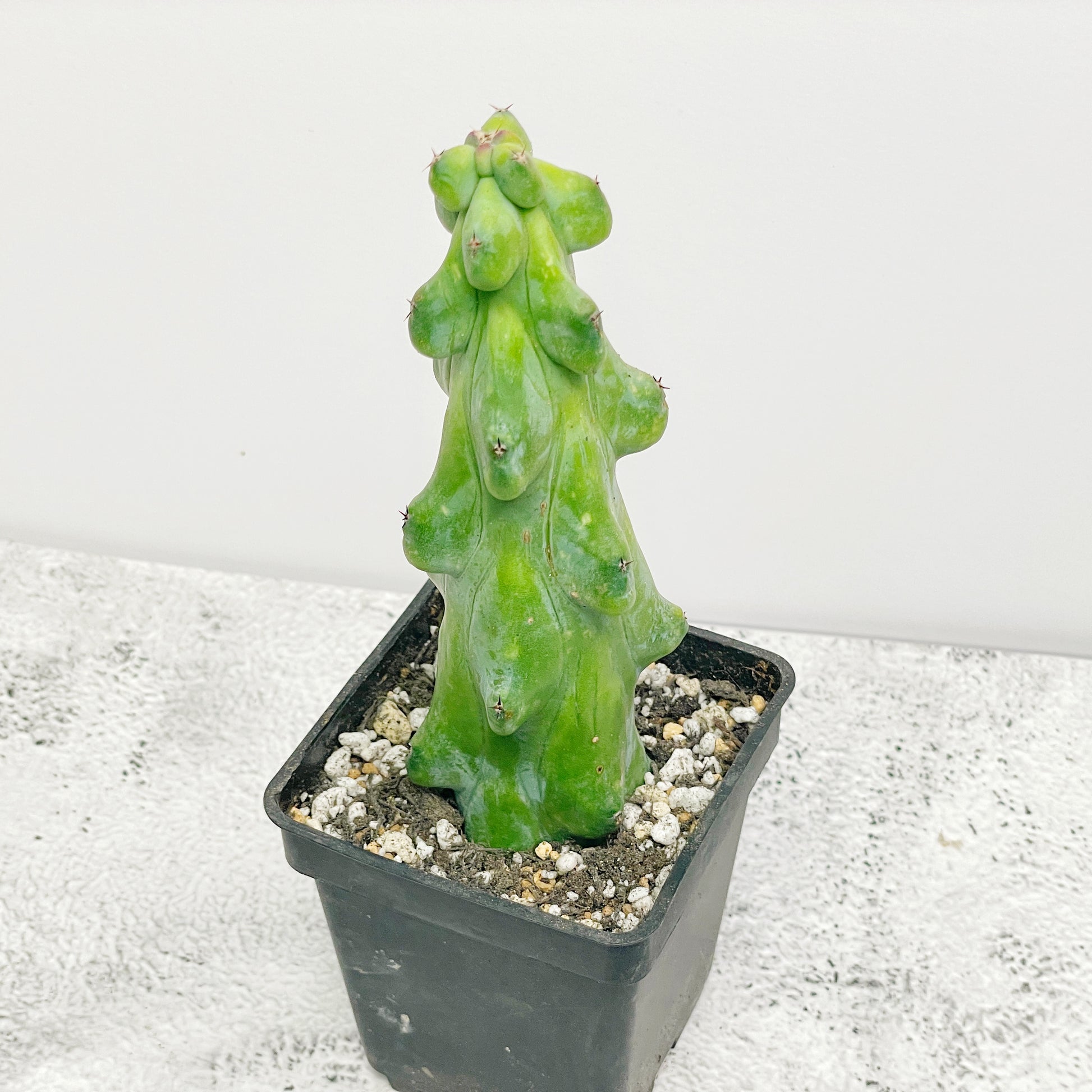 Boobie Cactus  UK- Chic Chic Plants