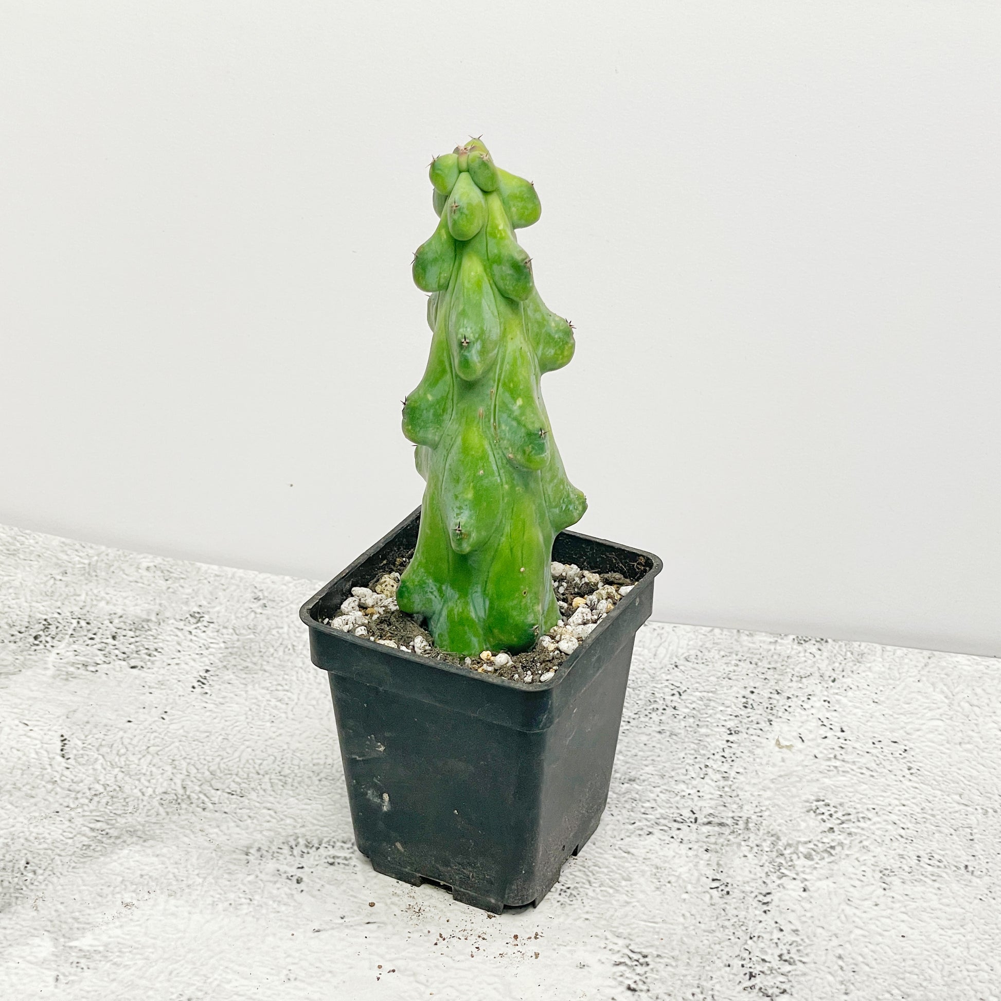 Boobie Cactus  UK- Chic Chic Plants