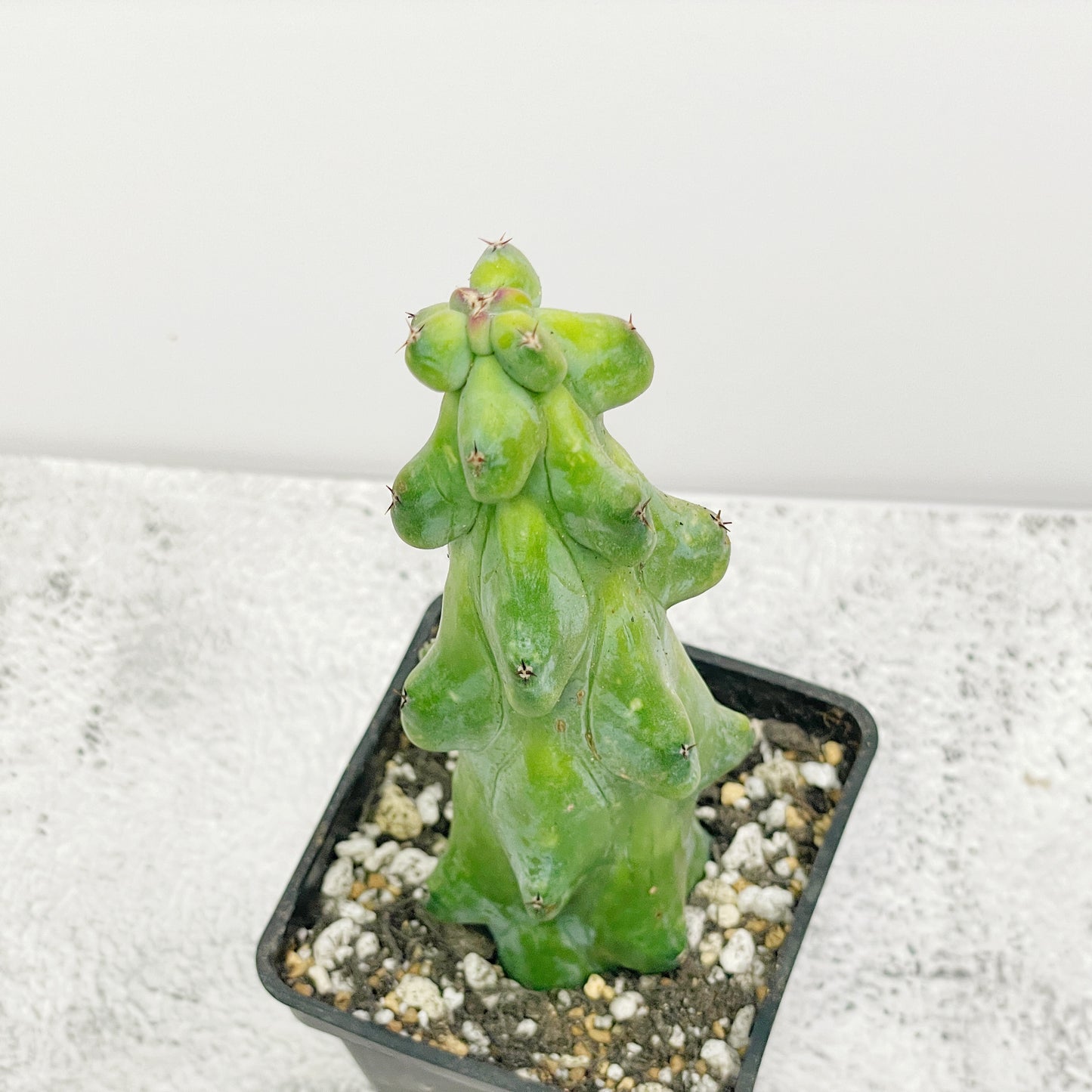 Boobie Cactus  UK- Chic Chic Plants