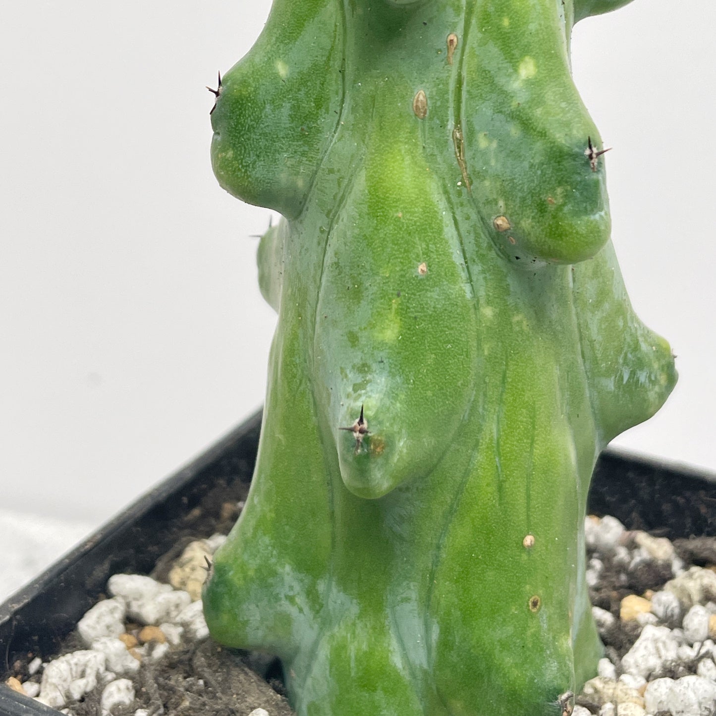 Boobie Cactus  UK- Chic Chic Plants