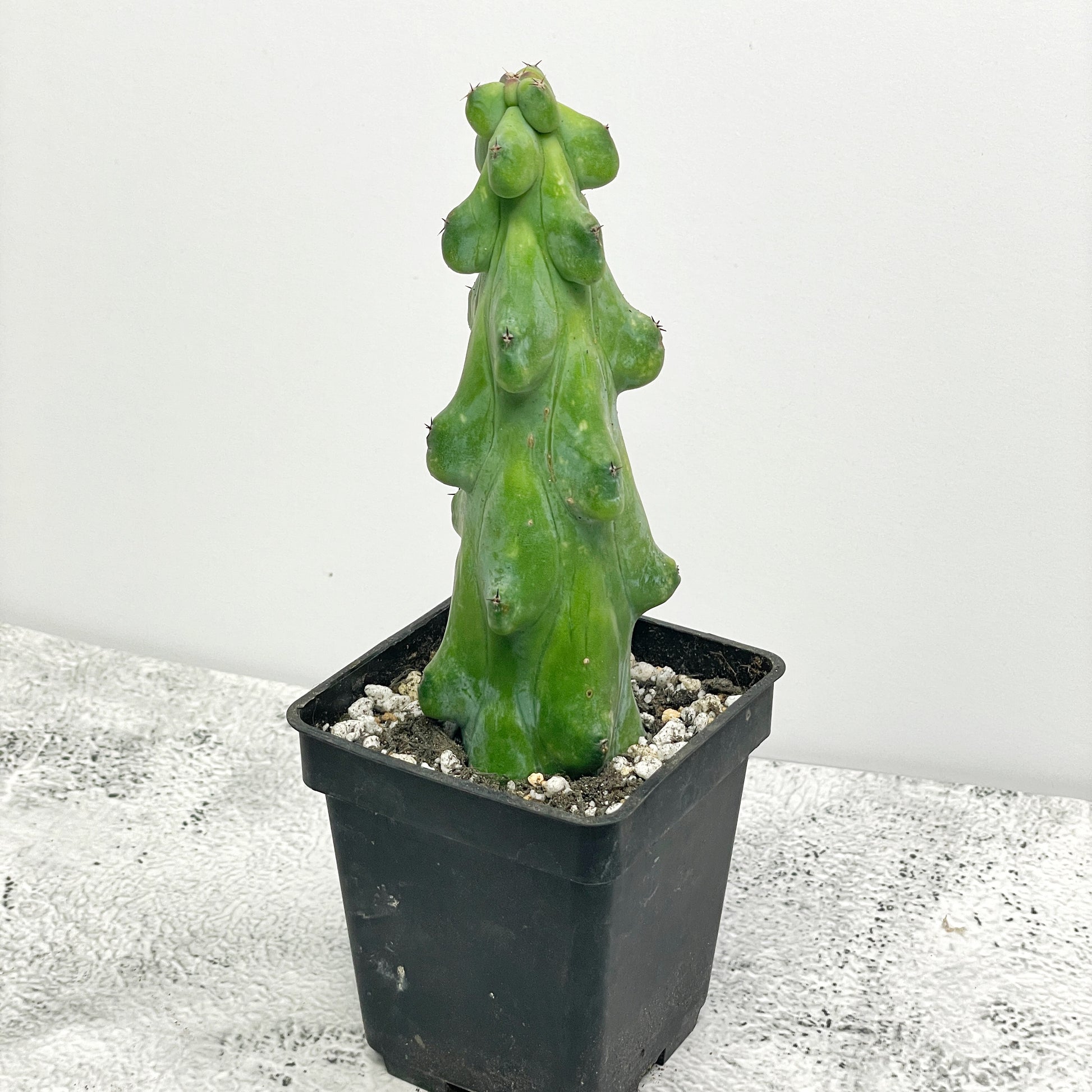 Boobie Cactus  UK- Chic Chic Plants